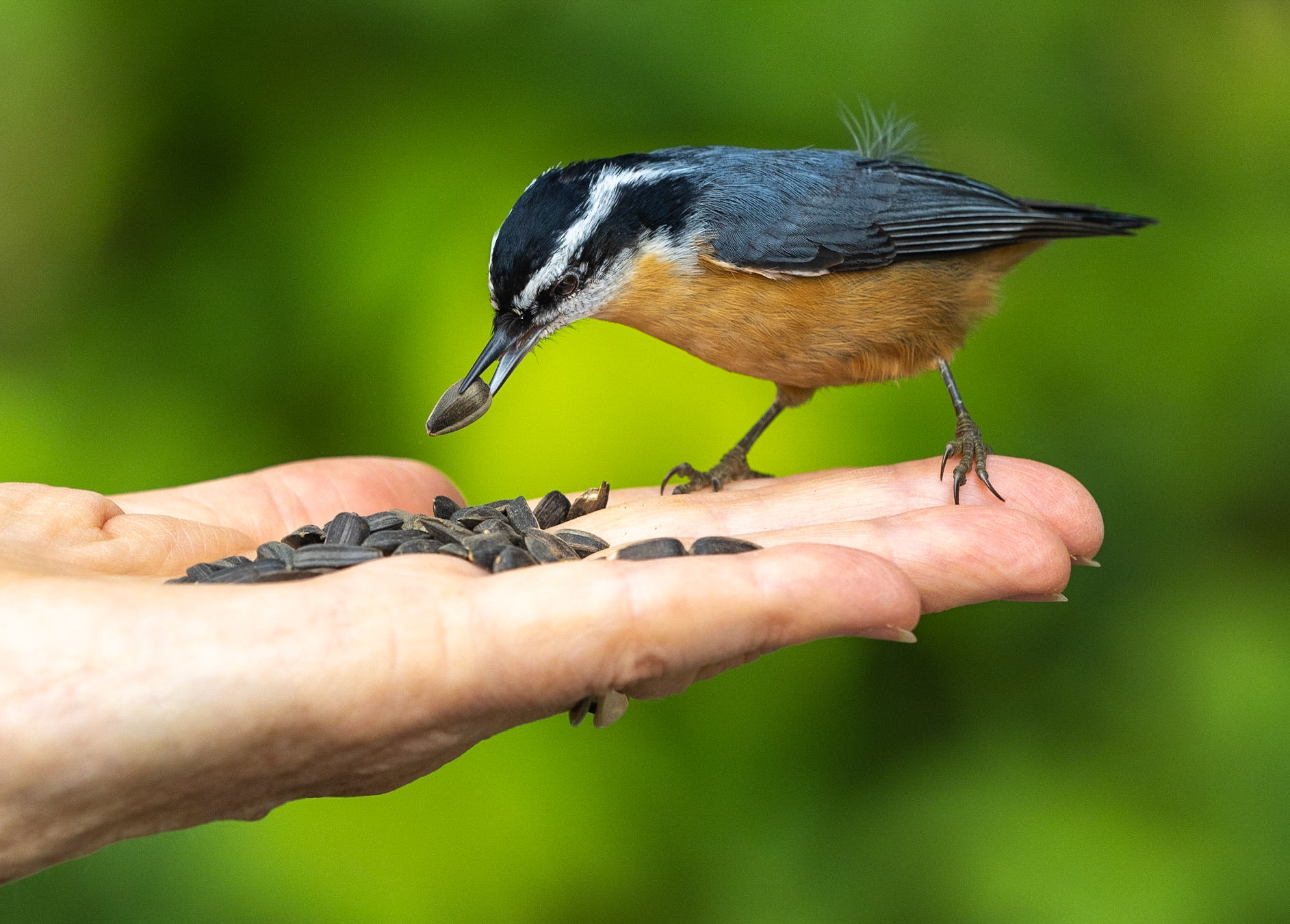 Red-breasted nuthatch