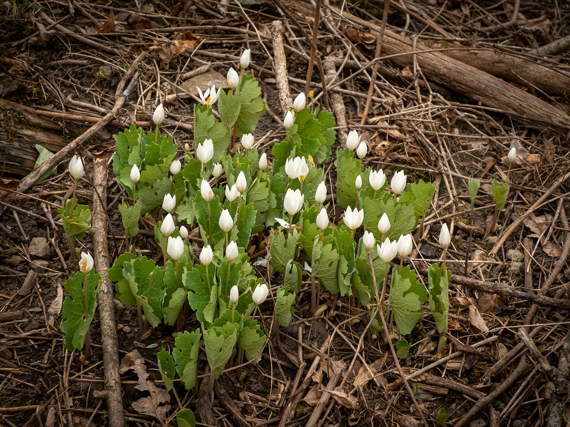 Bloodroot