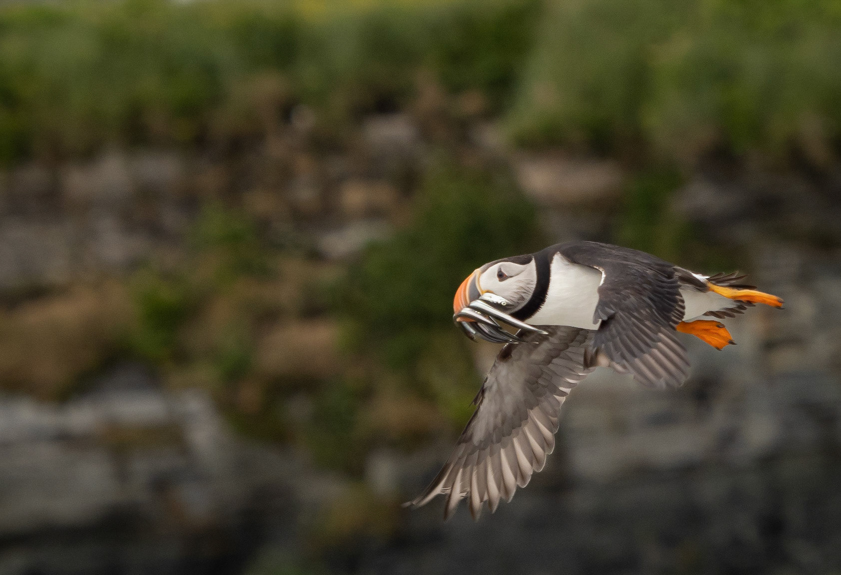 Puffin with lunch for juvenile in burrow