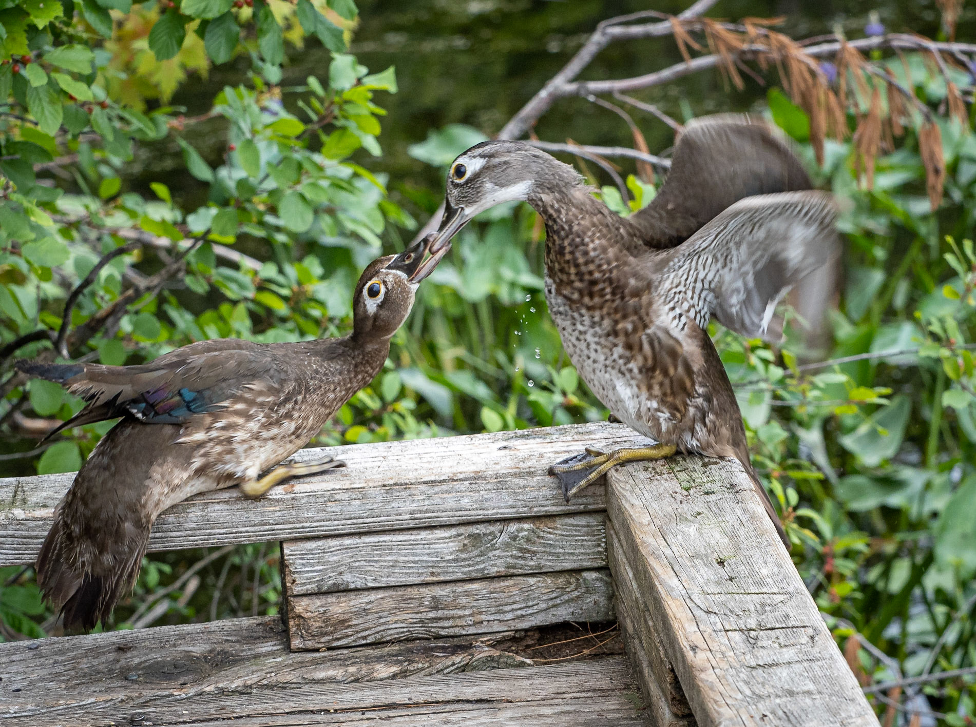 Young female wood ducks "in discussion".