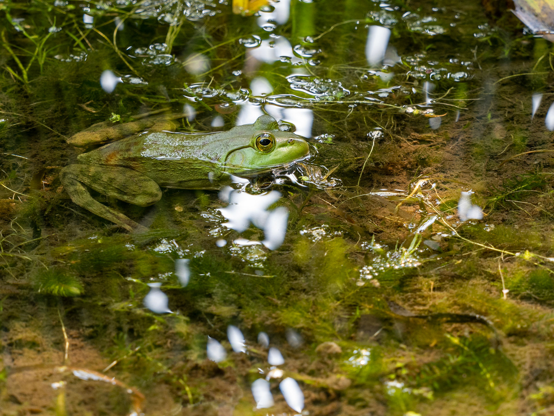 bull frog