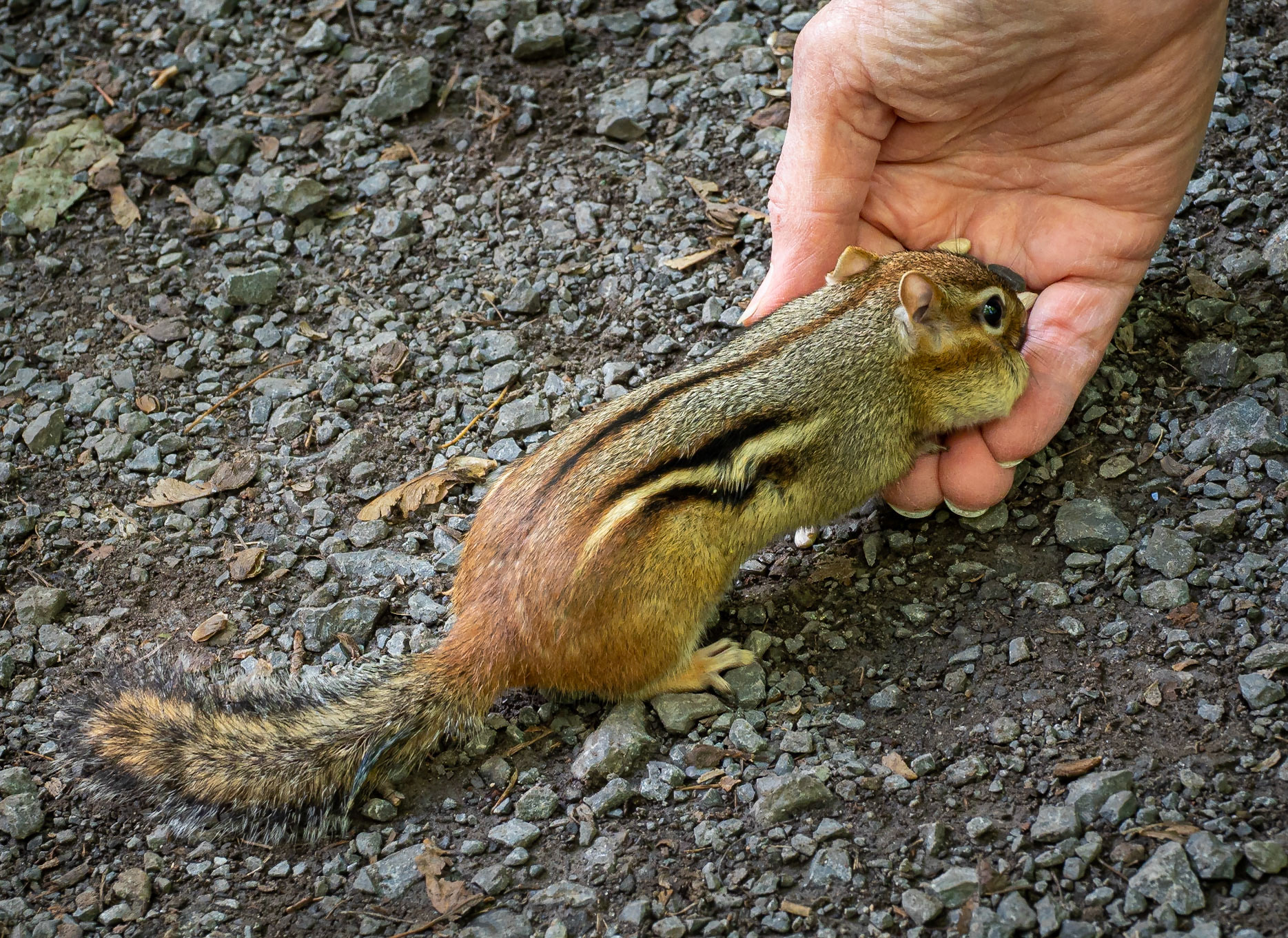 Chippie filling his cheeks