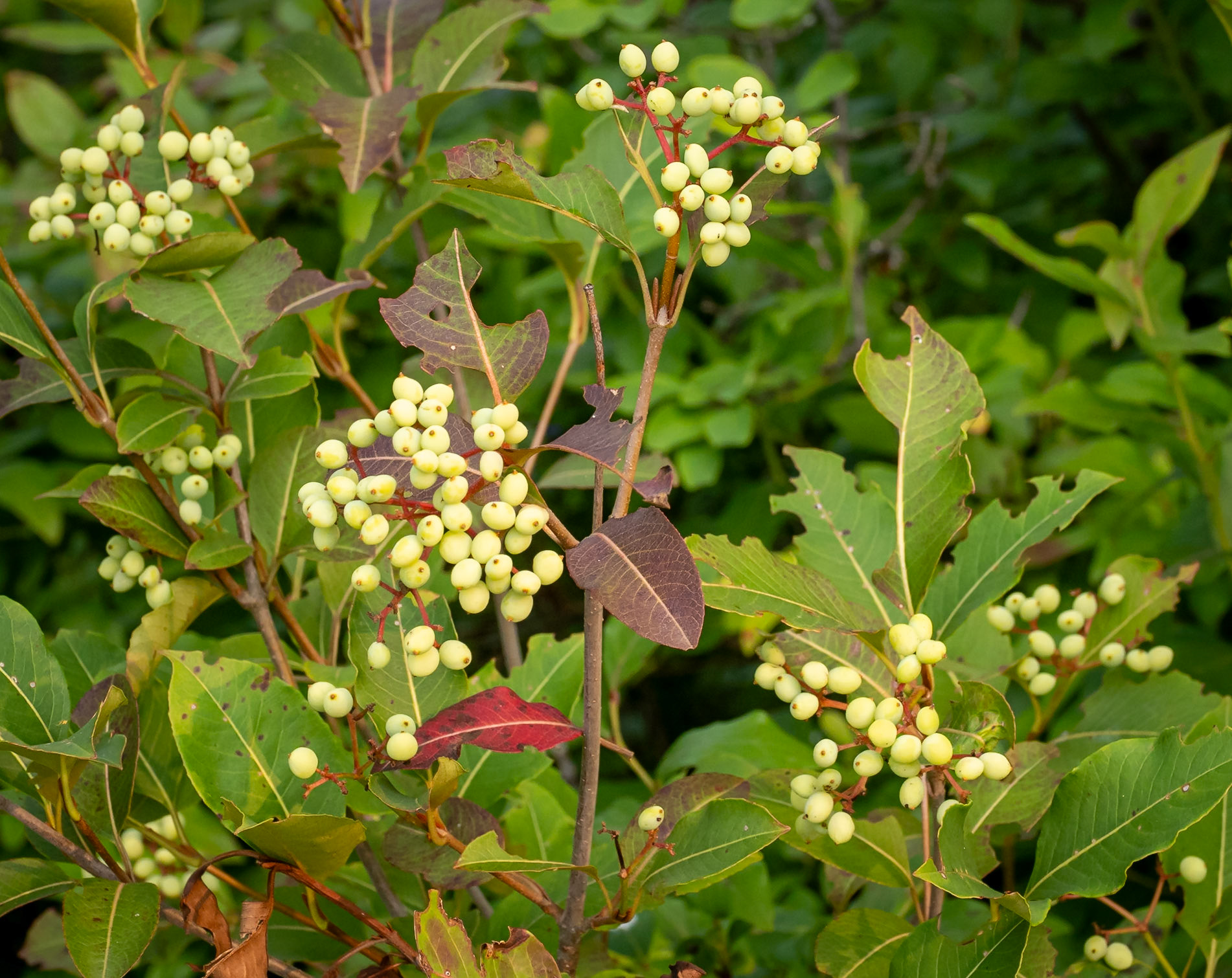 Possumhaw (I think)