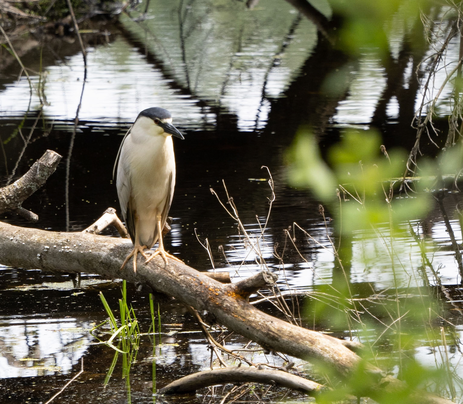 Black-crowned night heron