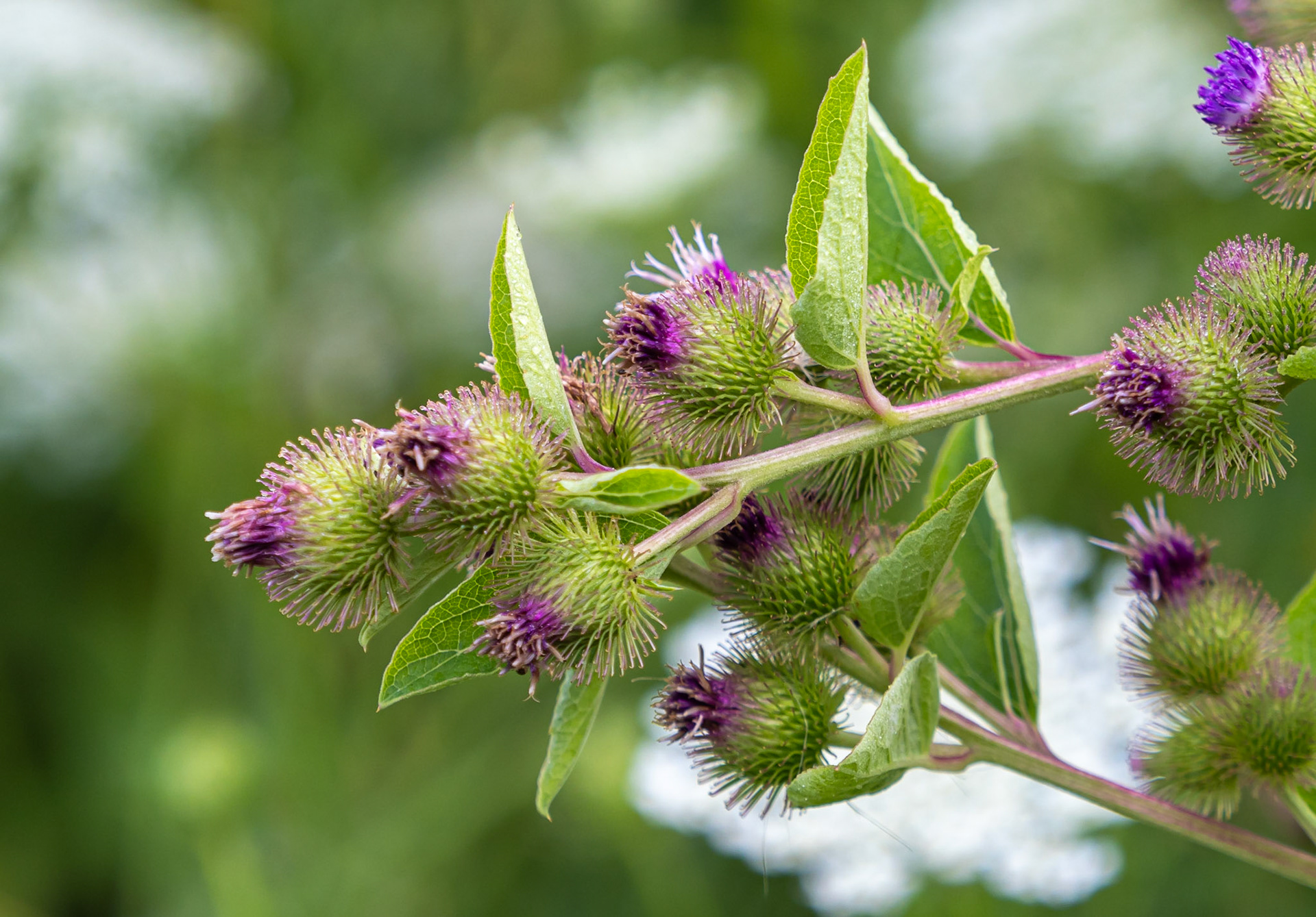 Burdock