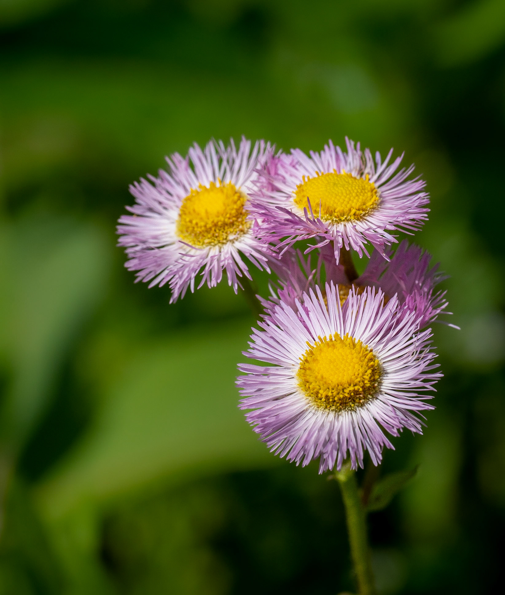 Fleabane blossoms