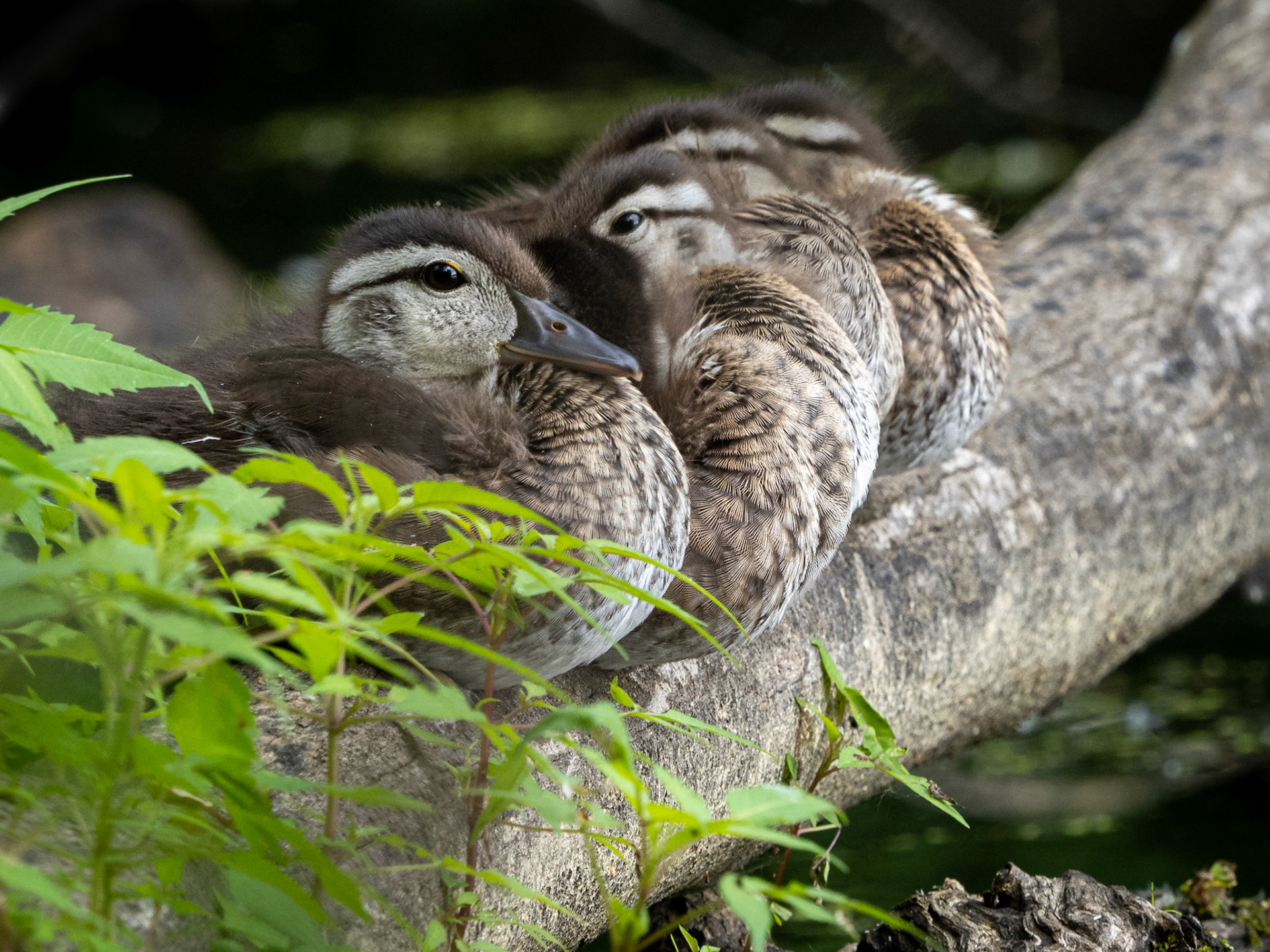 juvenile wood ducks