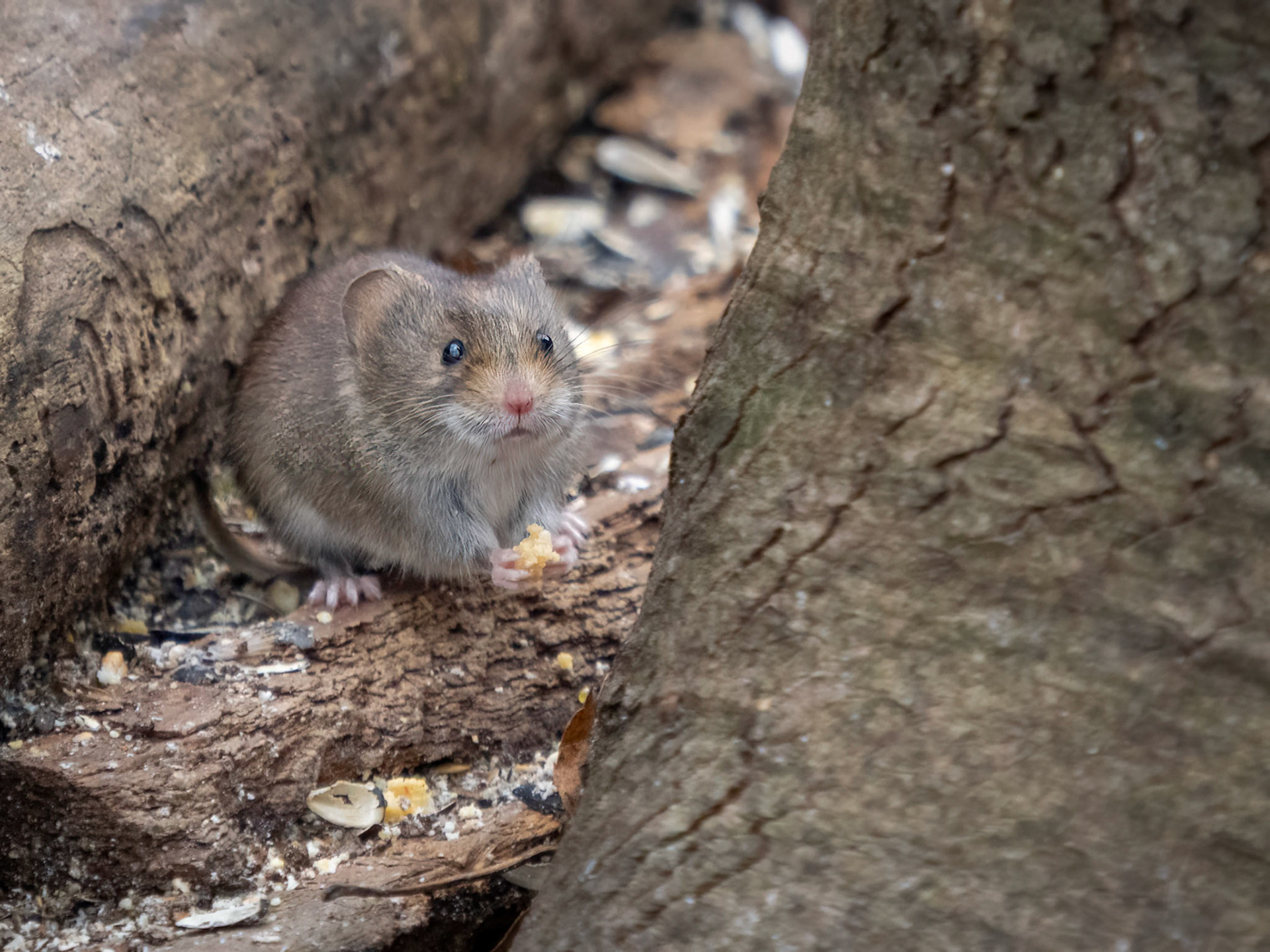 field mouse