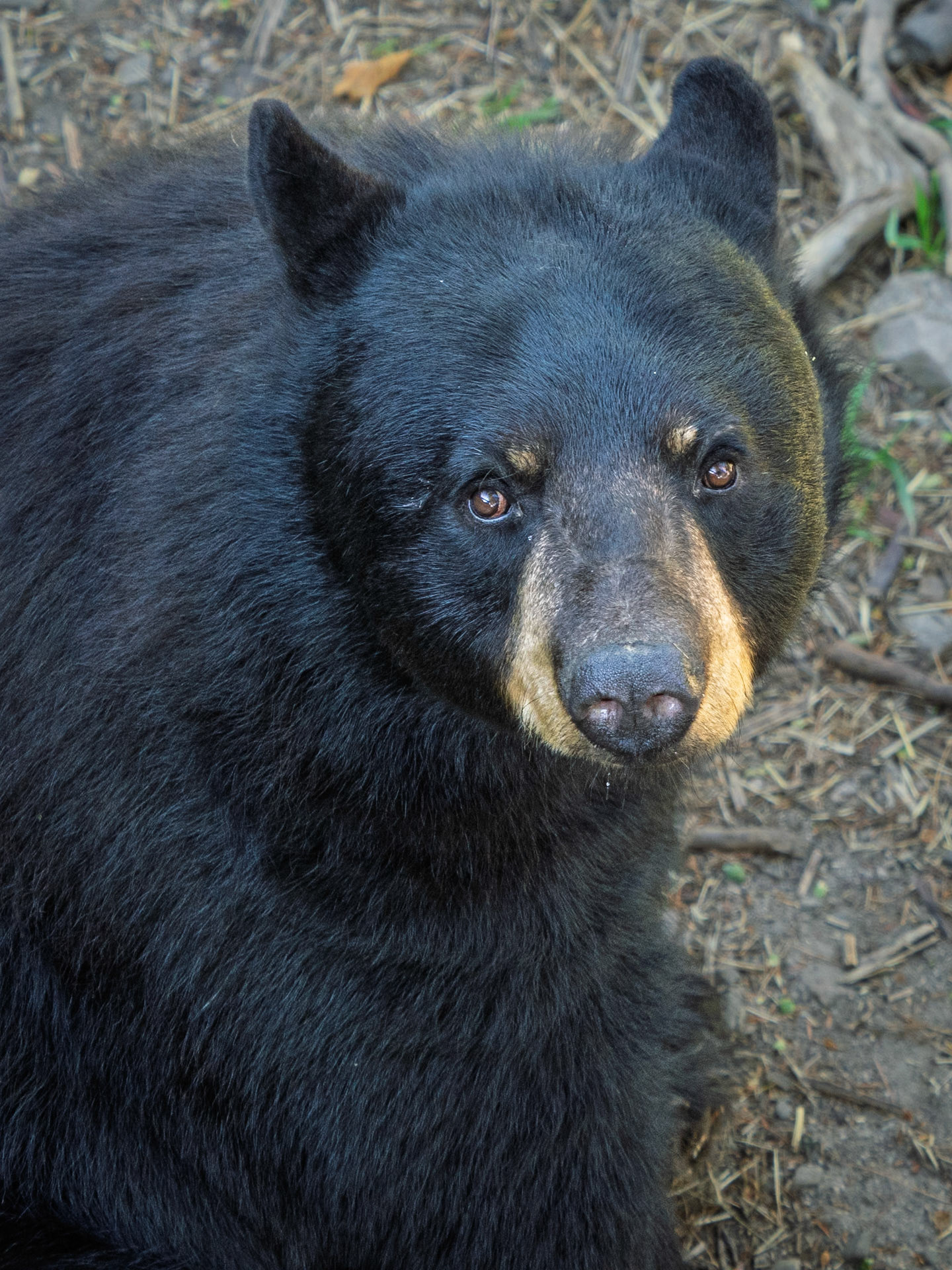 Black Bear, Parc Omega