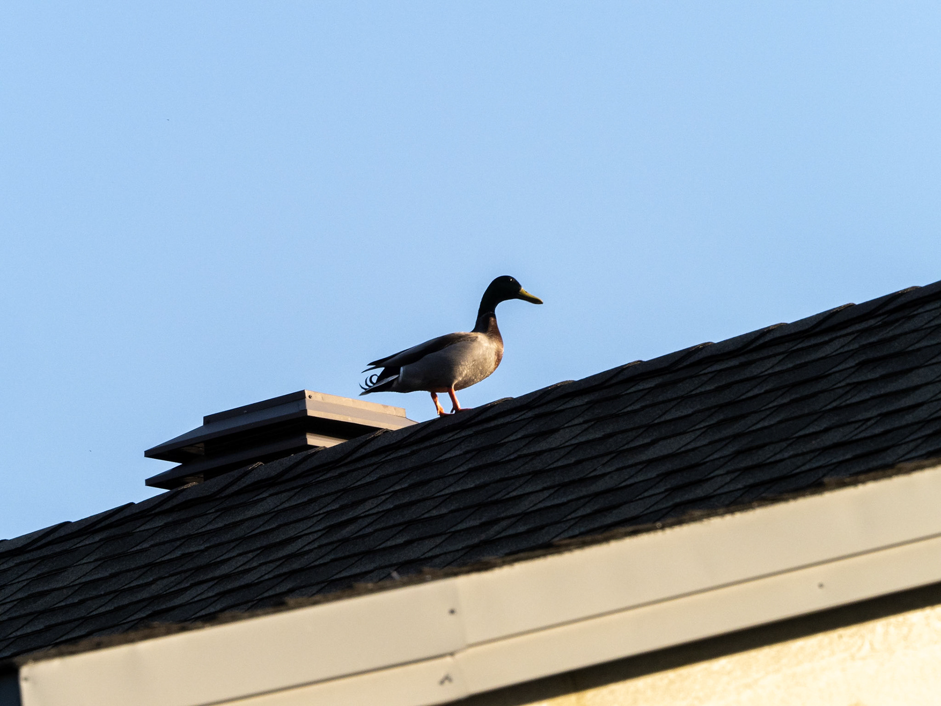 mallard duck