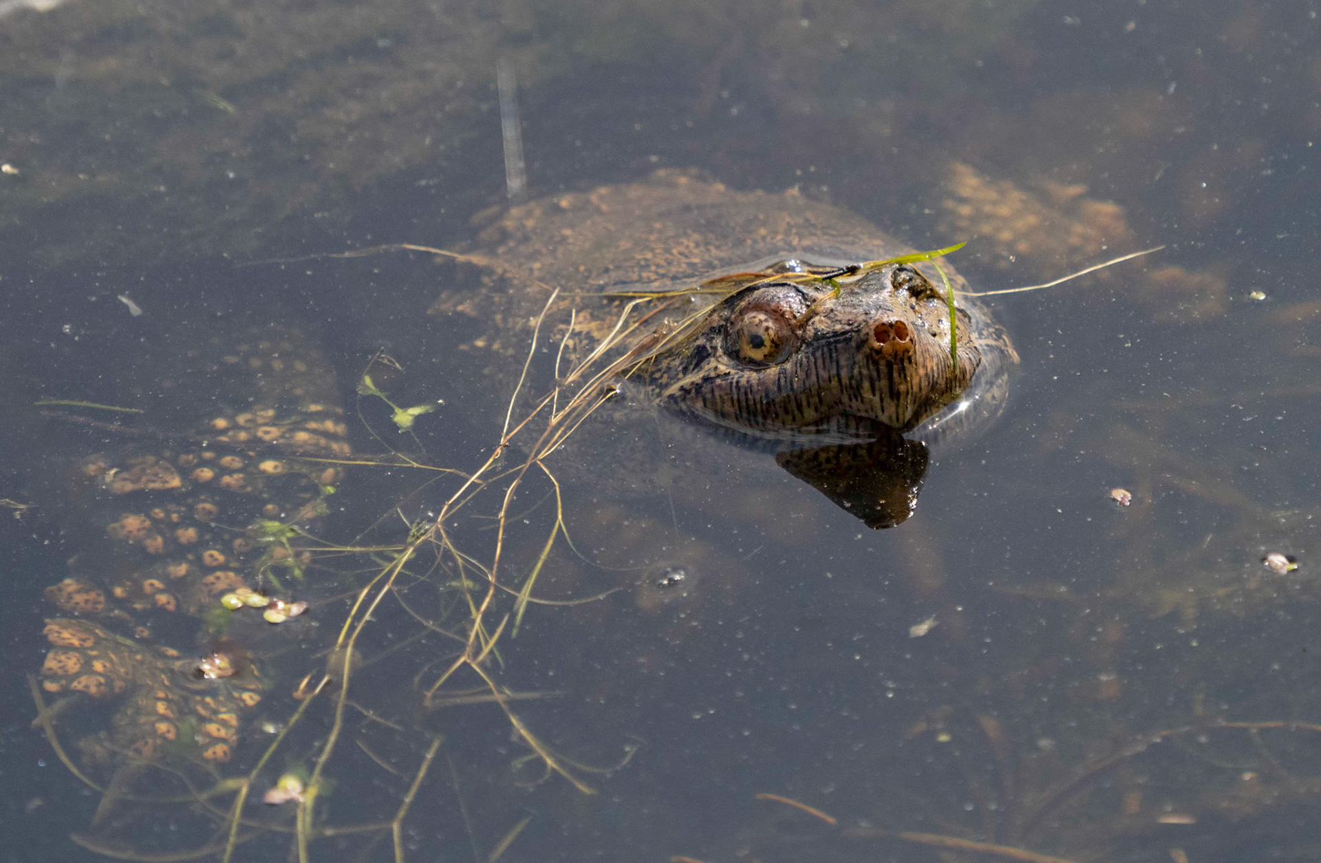 snapping turtle