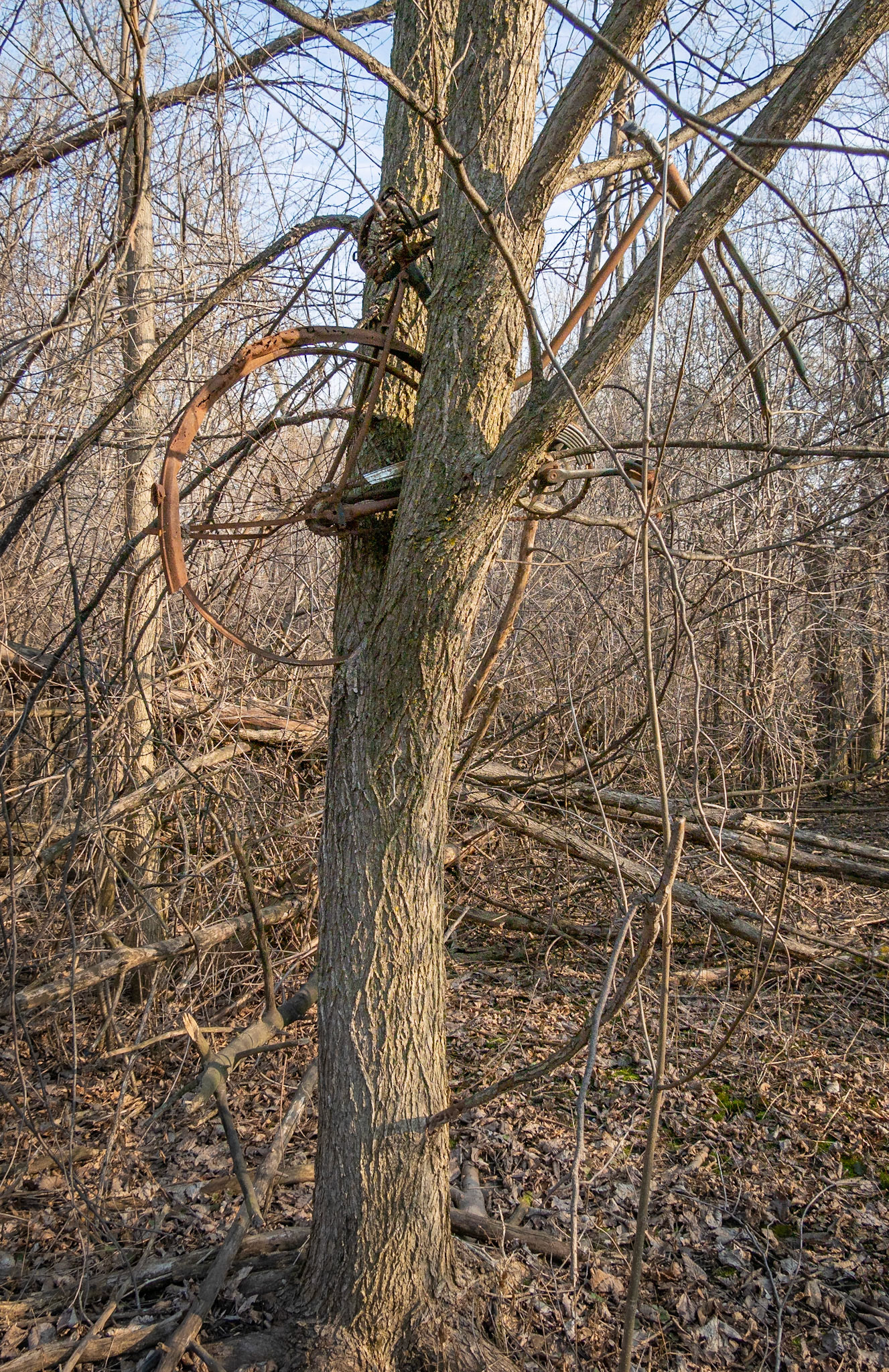 bike being absorbed by tree