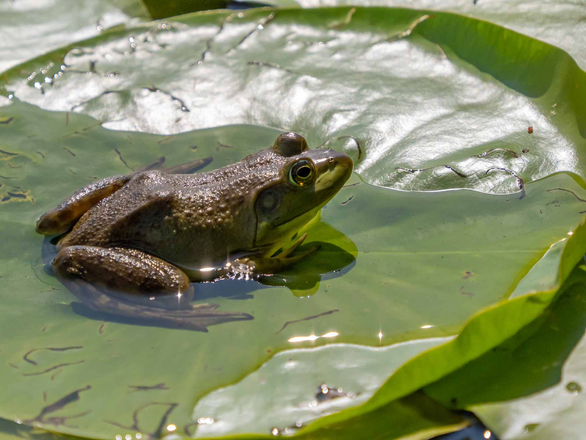 bull frog