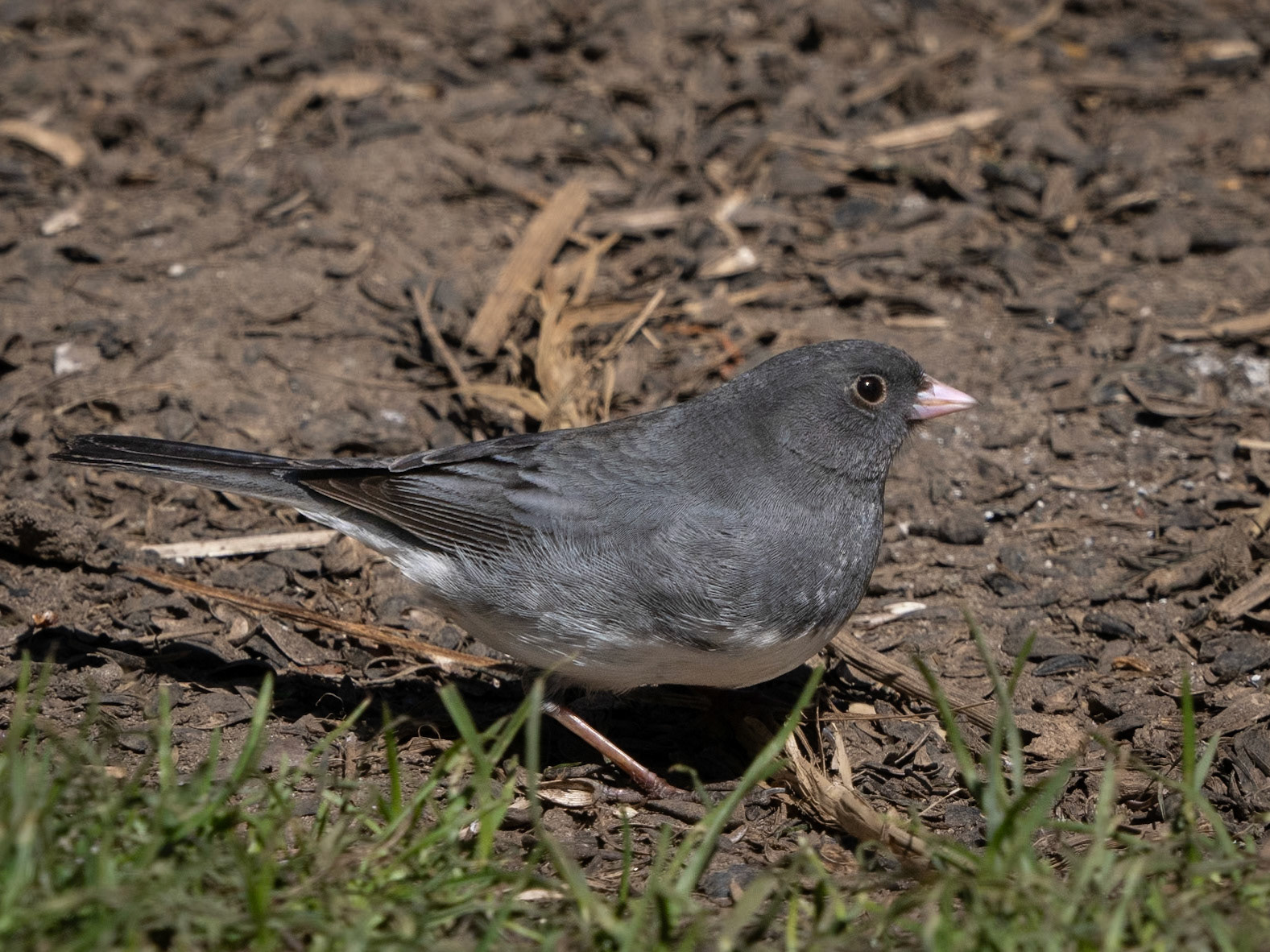 dark-eyed junco, Fletcher Gardens