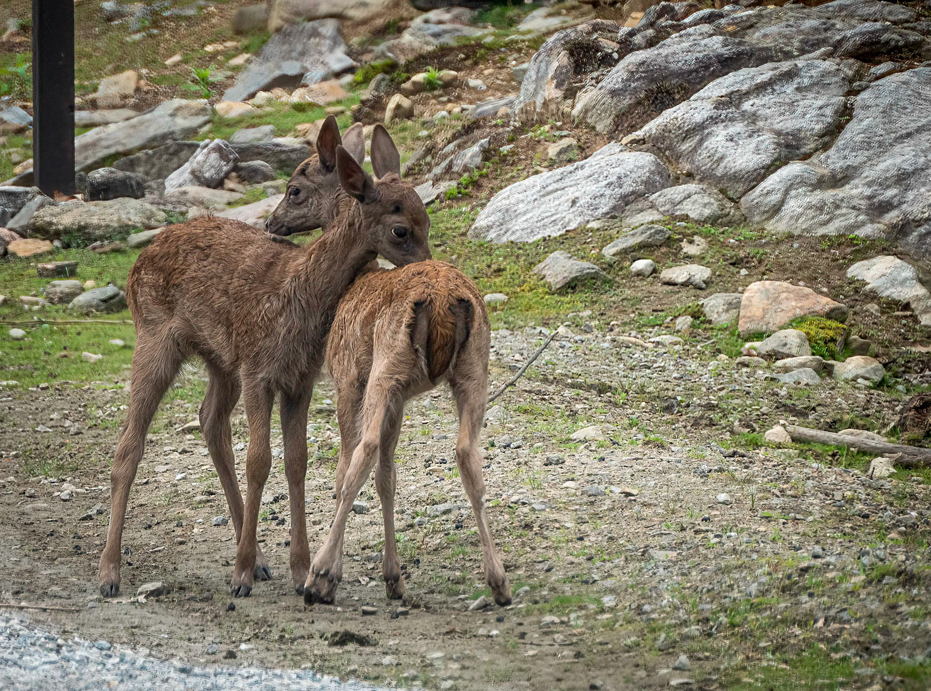 Fallow deer fawns