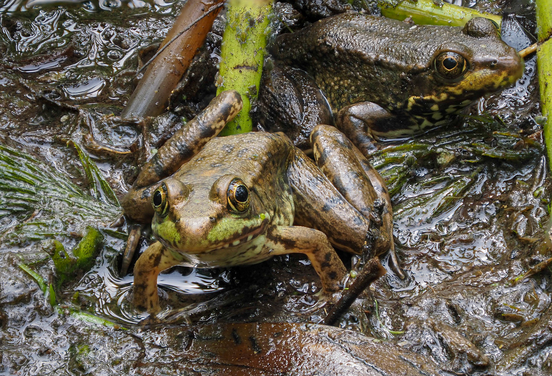 Bull frogs