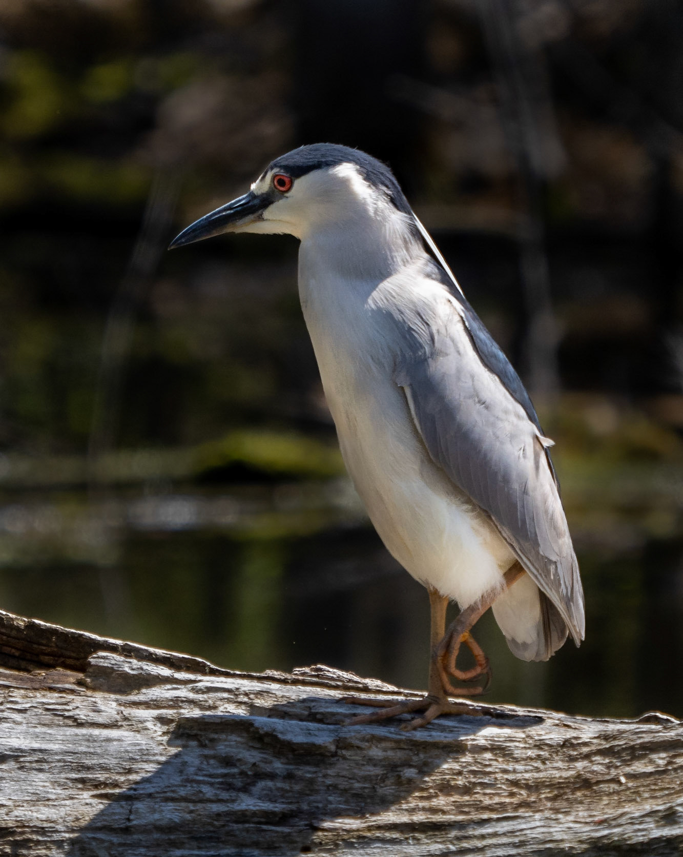 black-crowned night heron