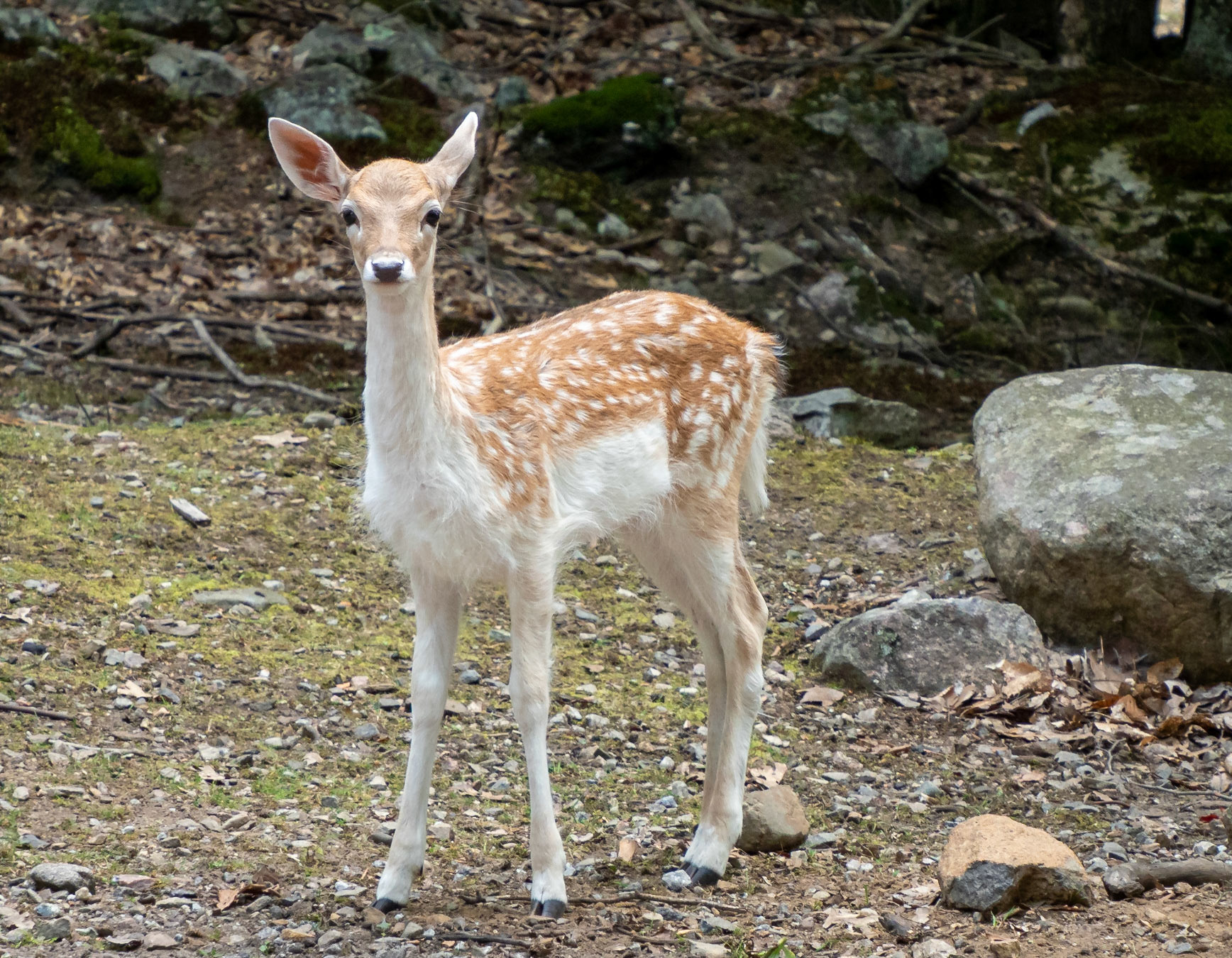 fallow deer fawn