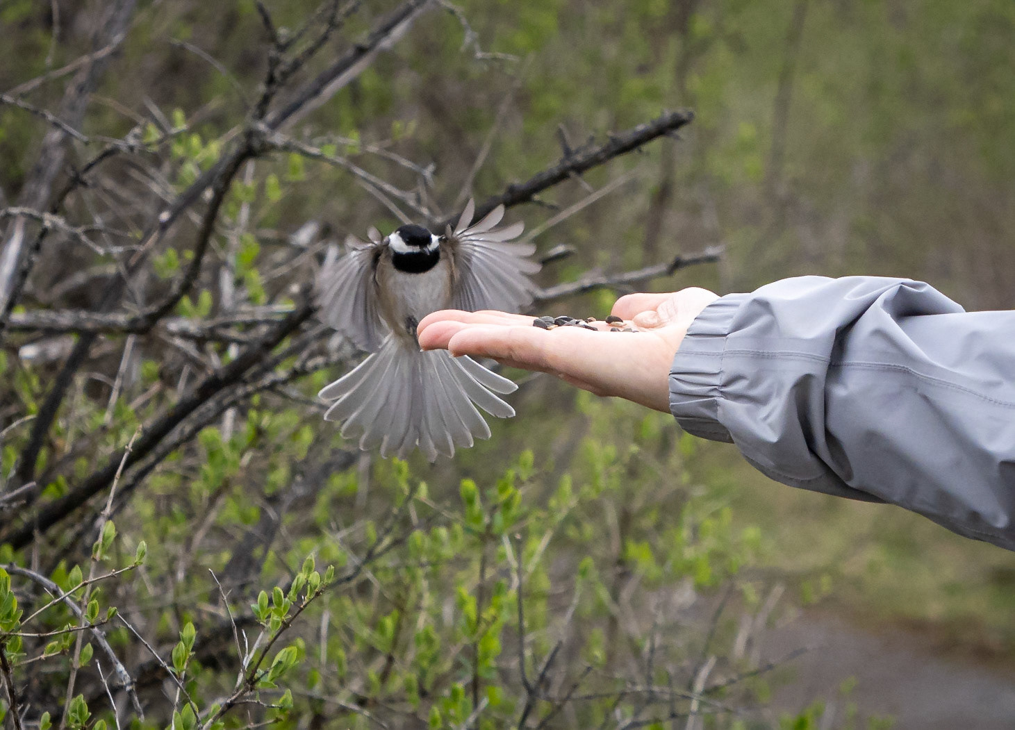 chickadee