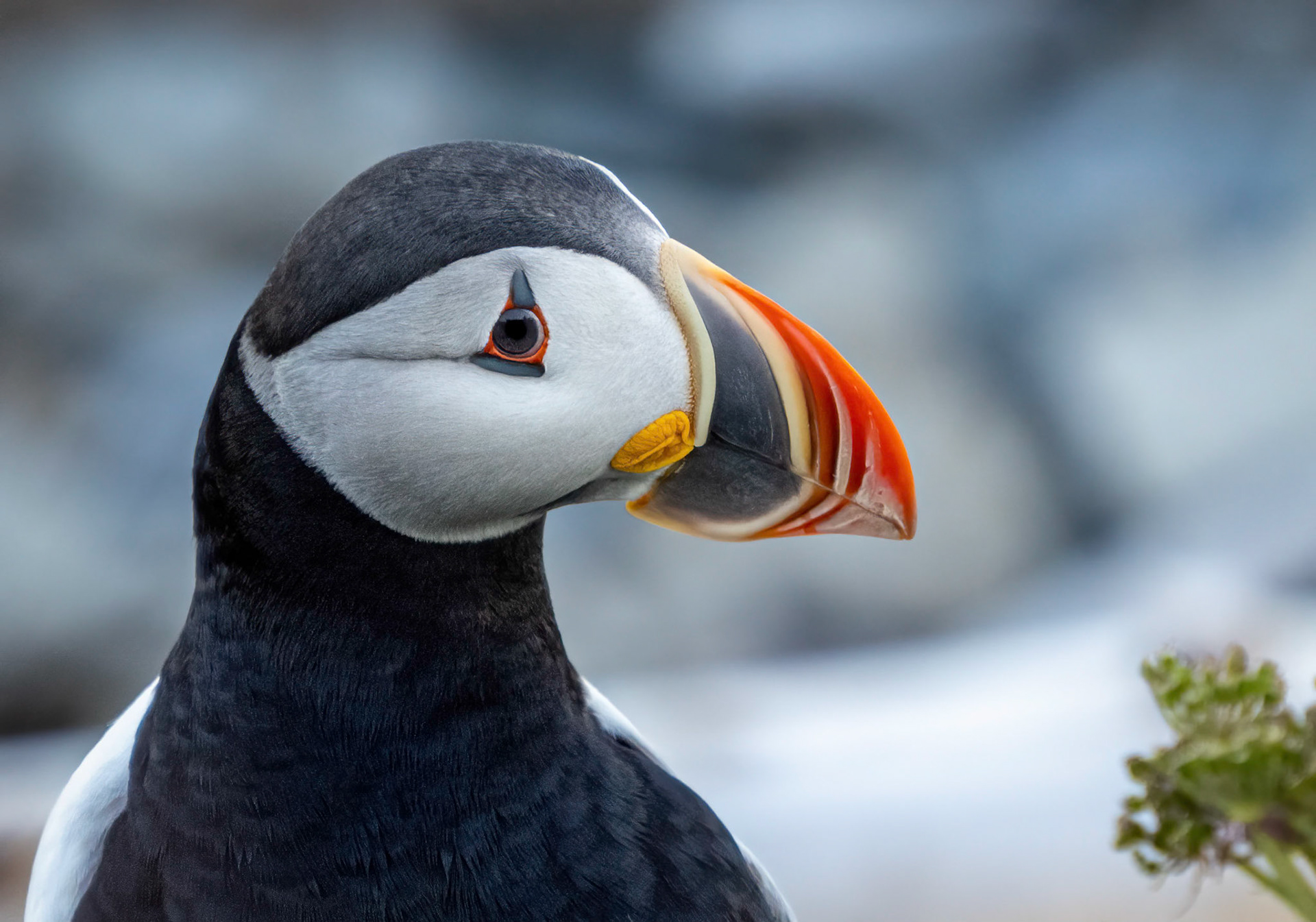Puffin