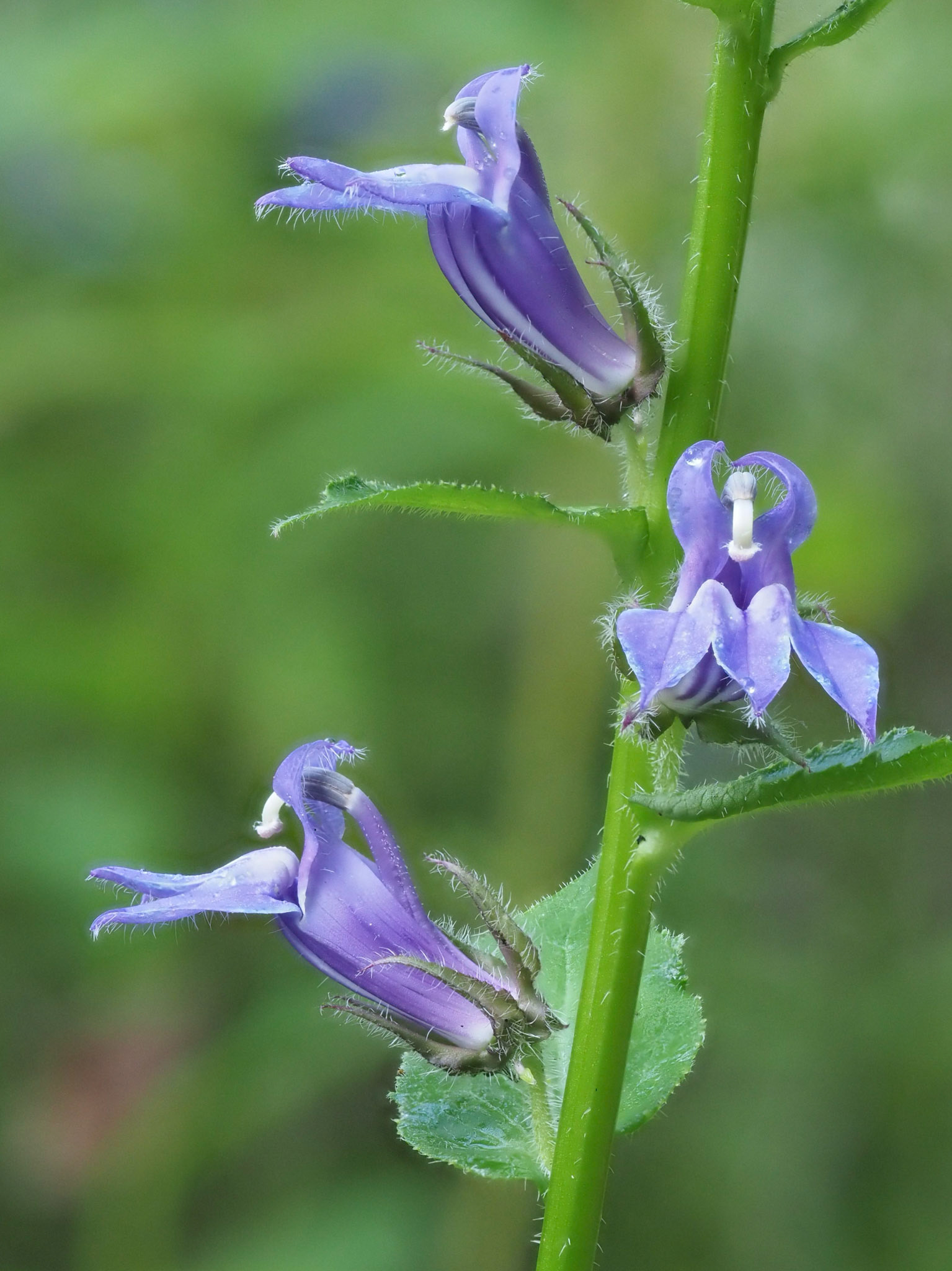 lobelia
