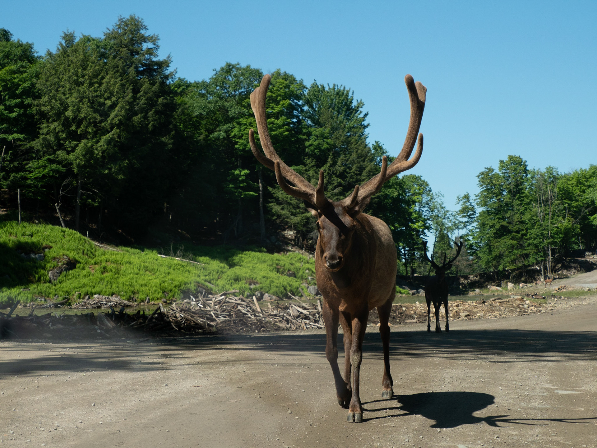 elk