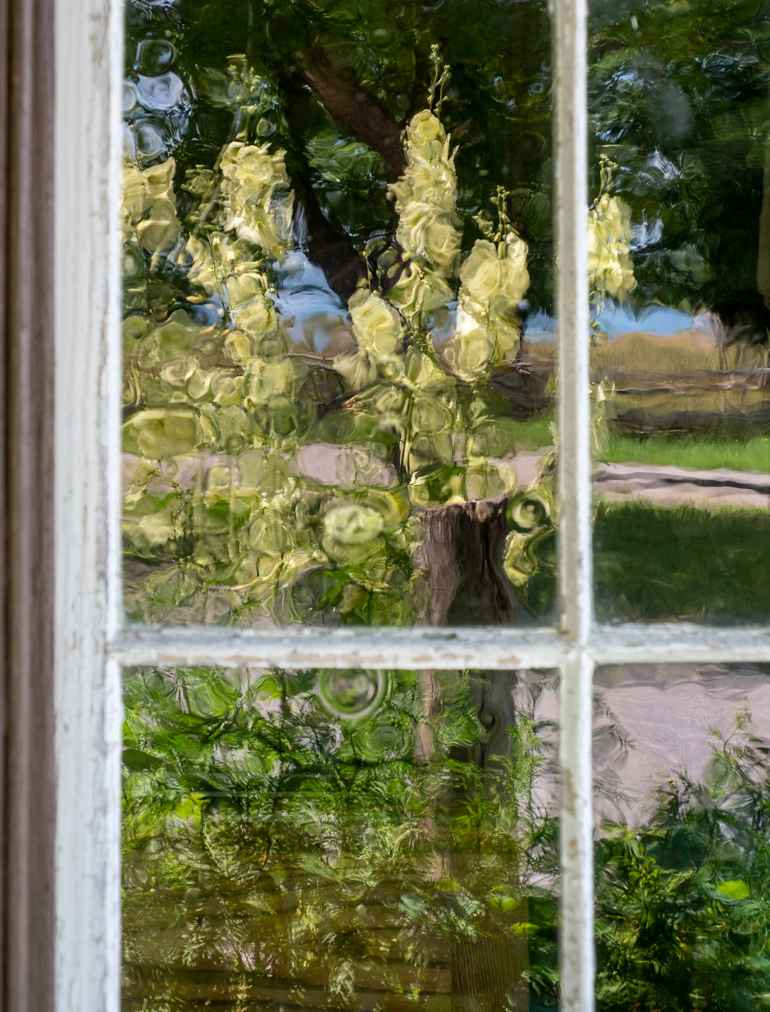 Hollyhock reflections