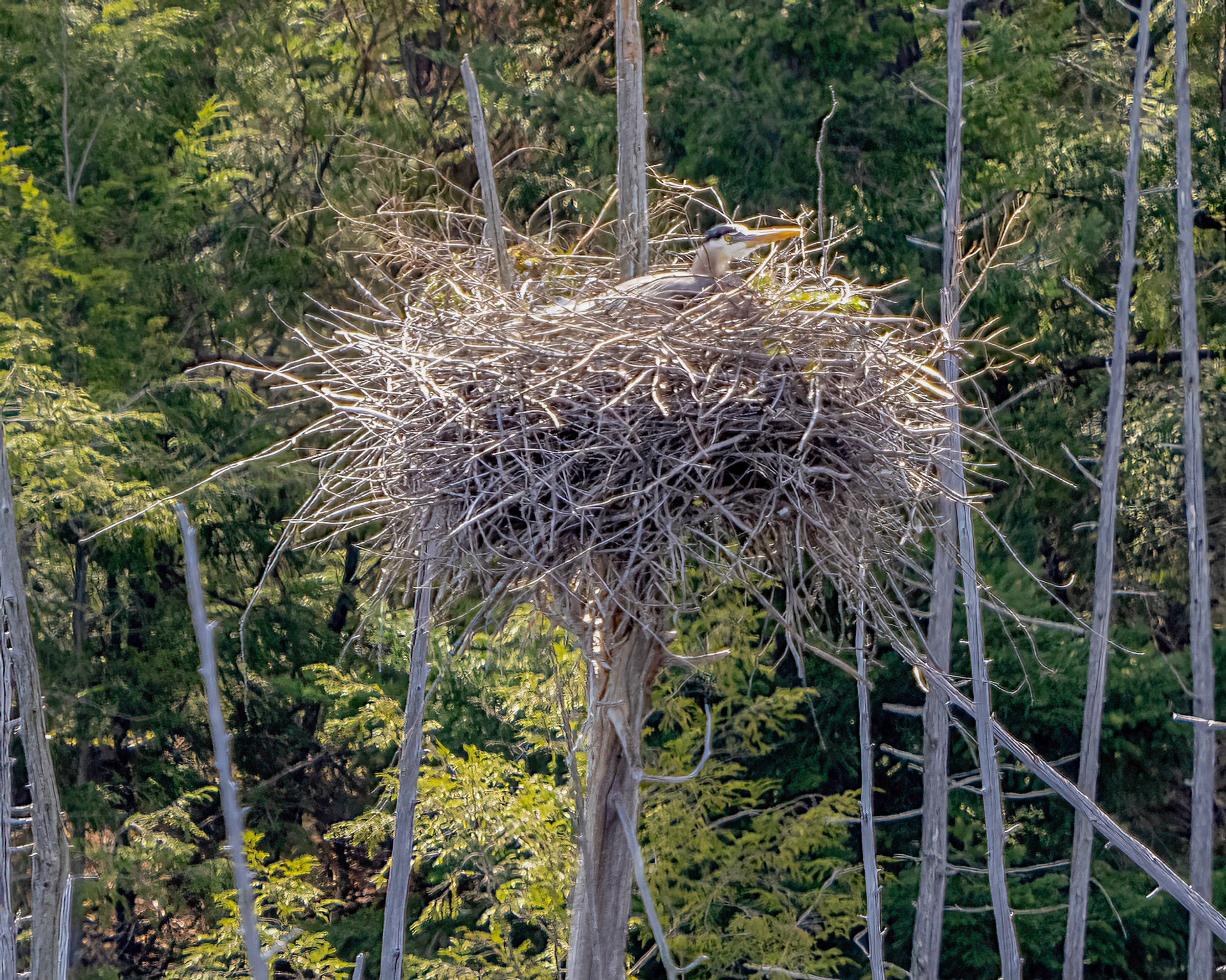great blue heron