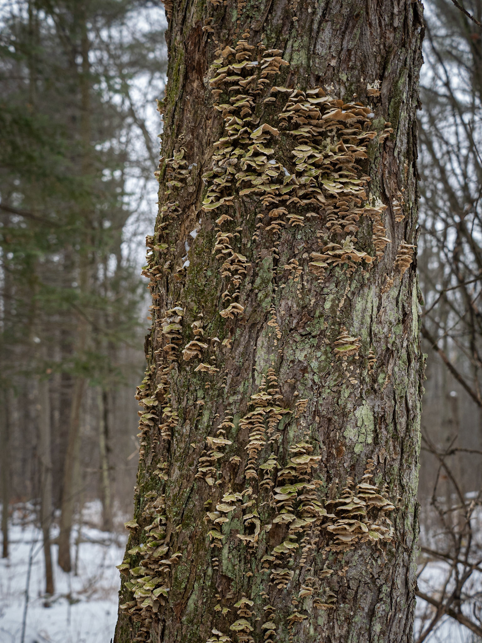 Turkey tail on trunk