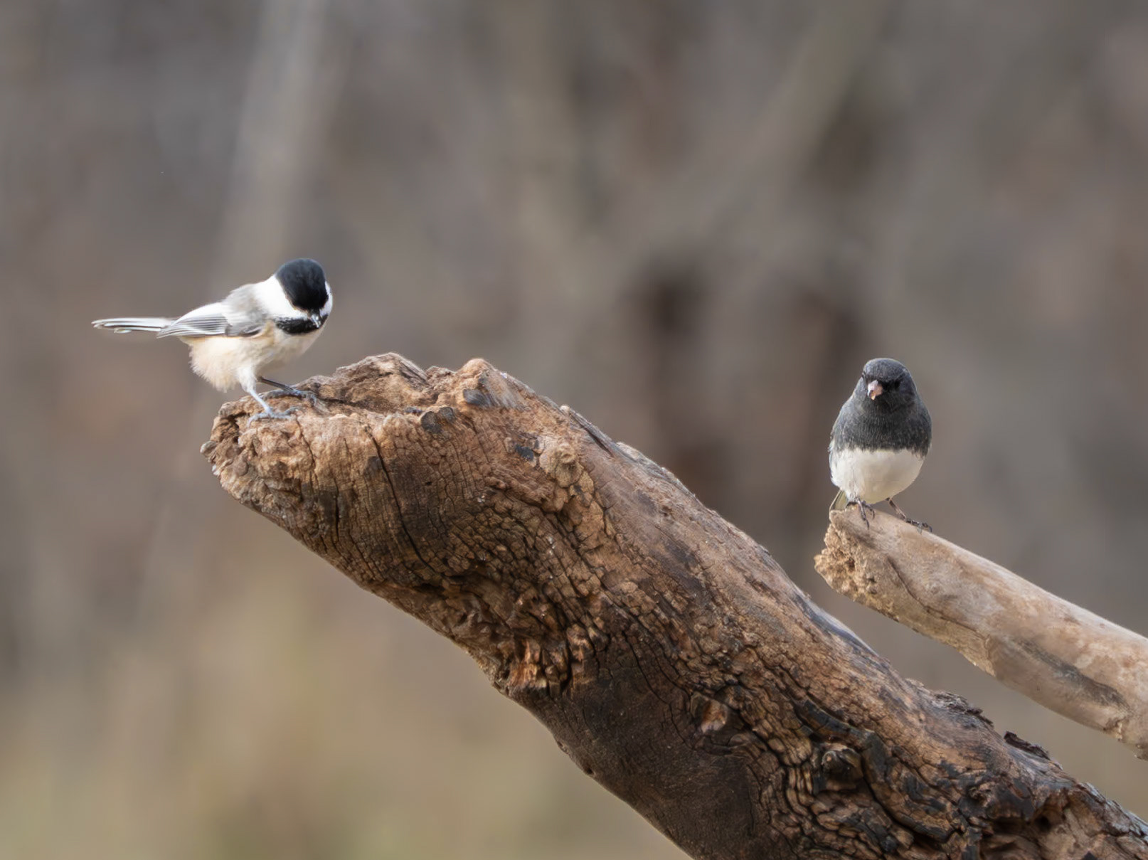 Chickadee and junco