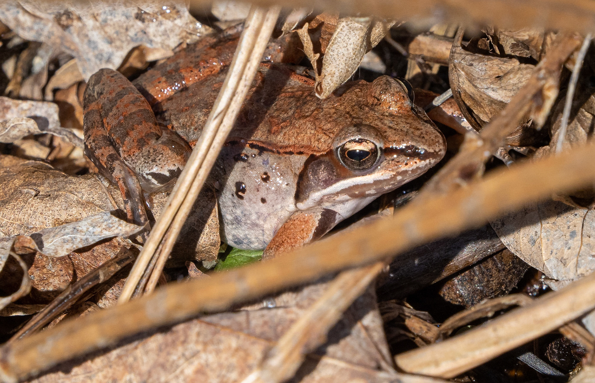 wood frog