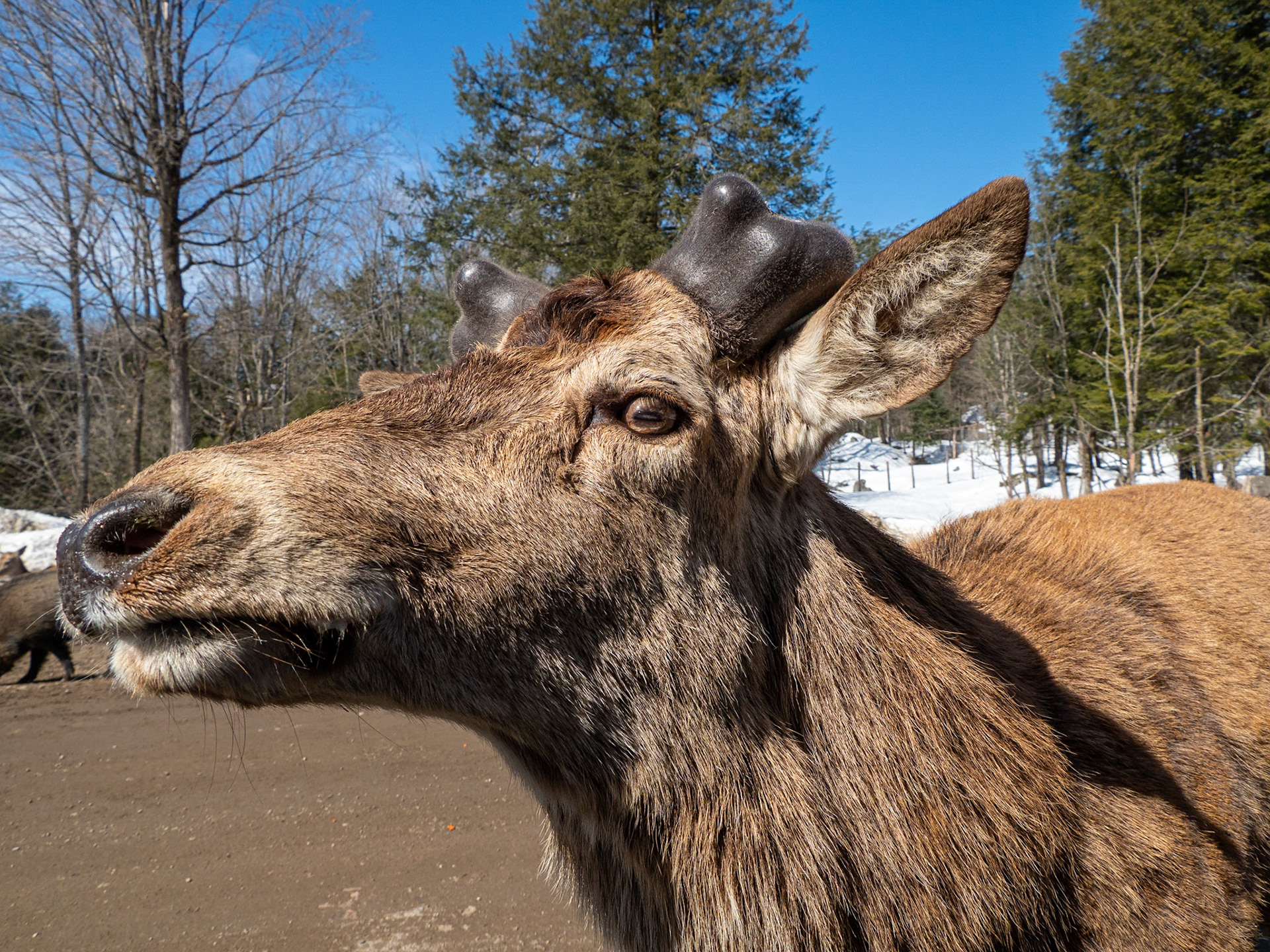 new antlers starting