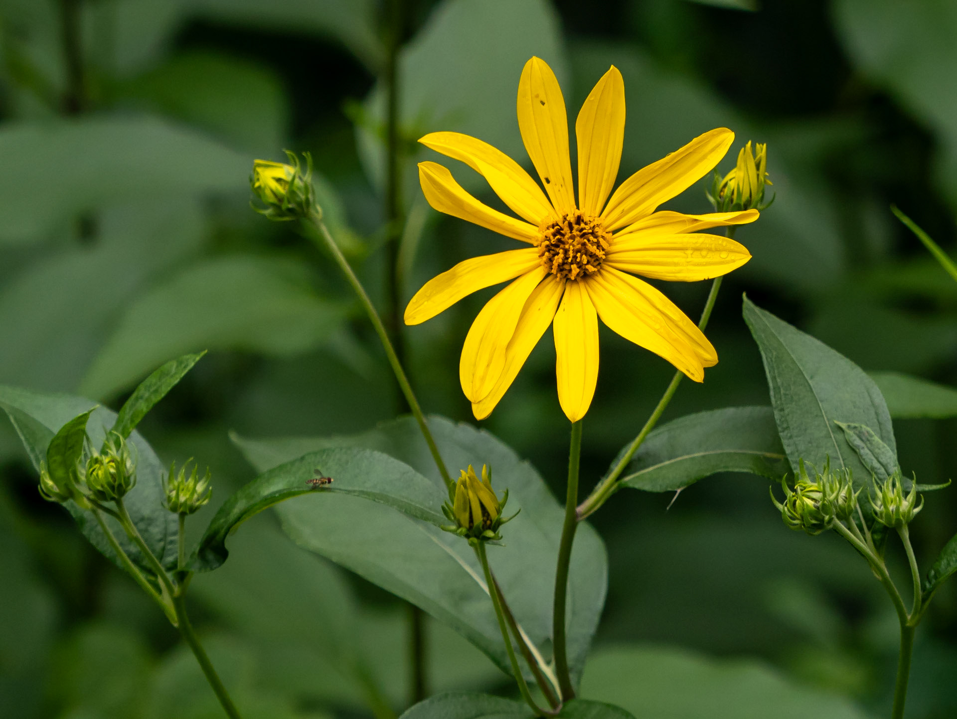 Woodland sunflower