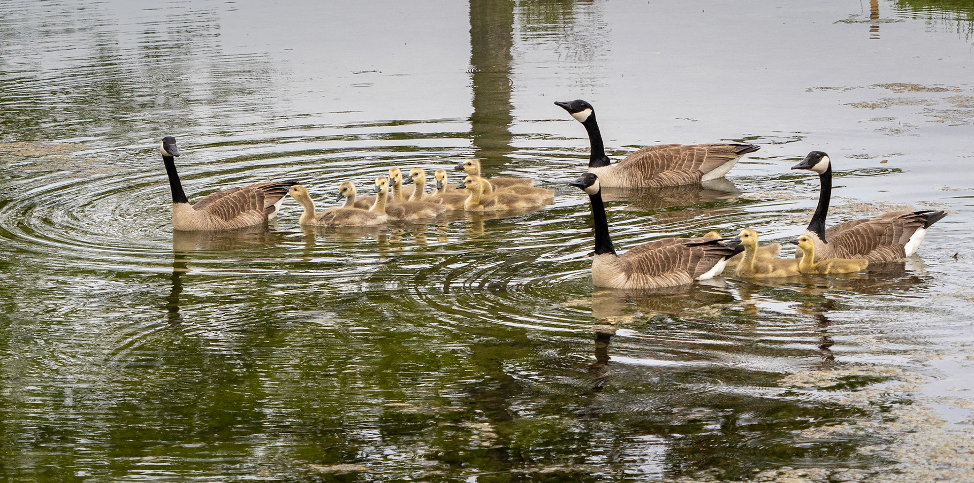 Canada goose families