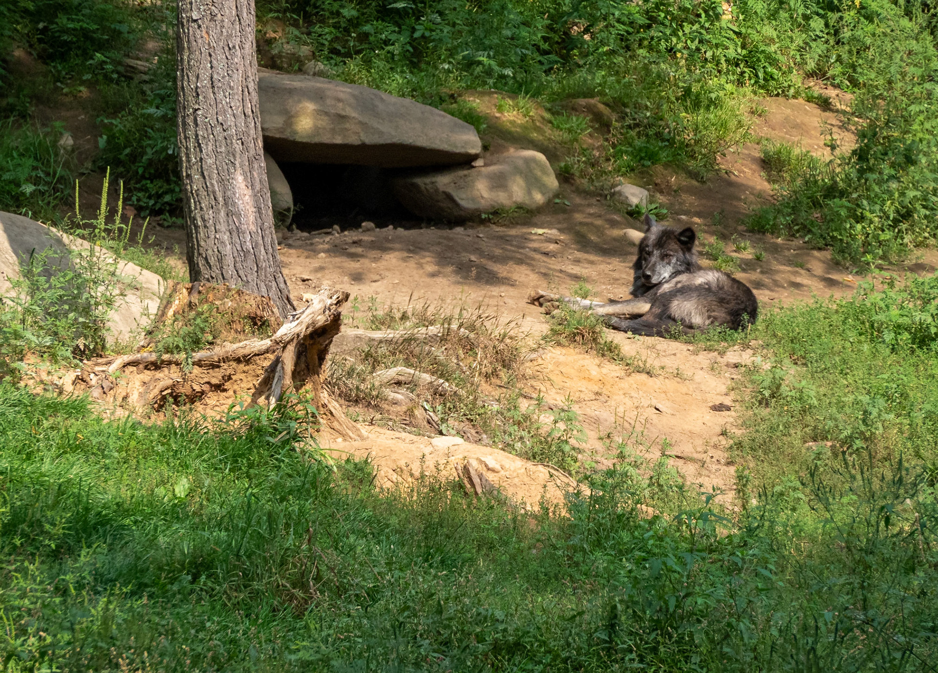 black wolf