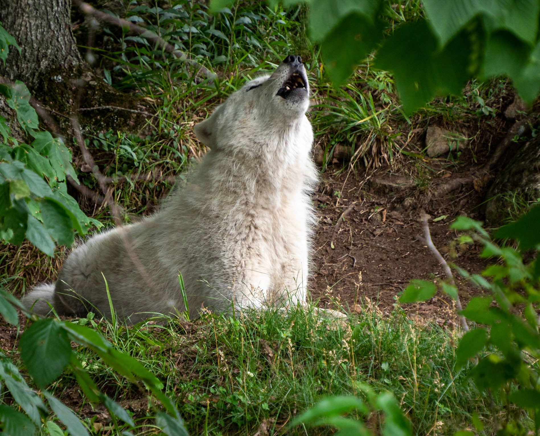 Arctic wolf howling