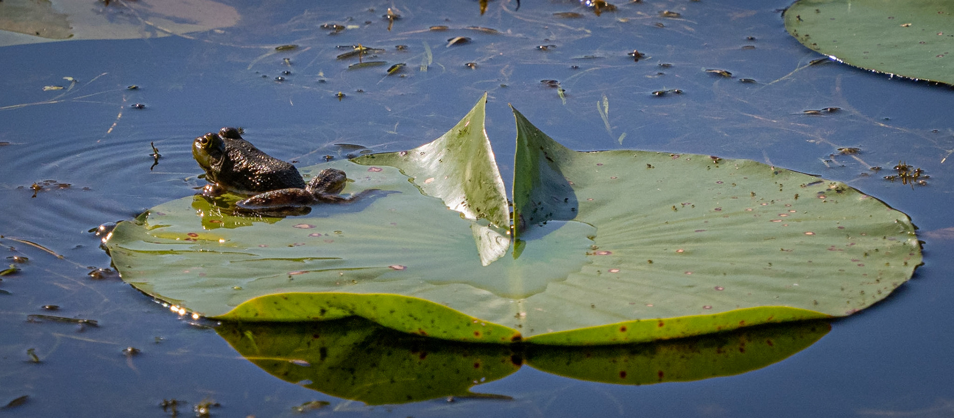I looked all summer for a frog on a lily pad...