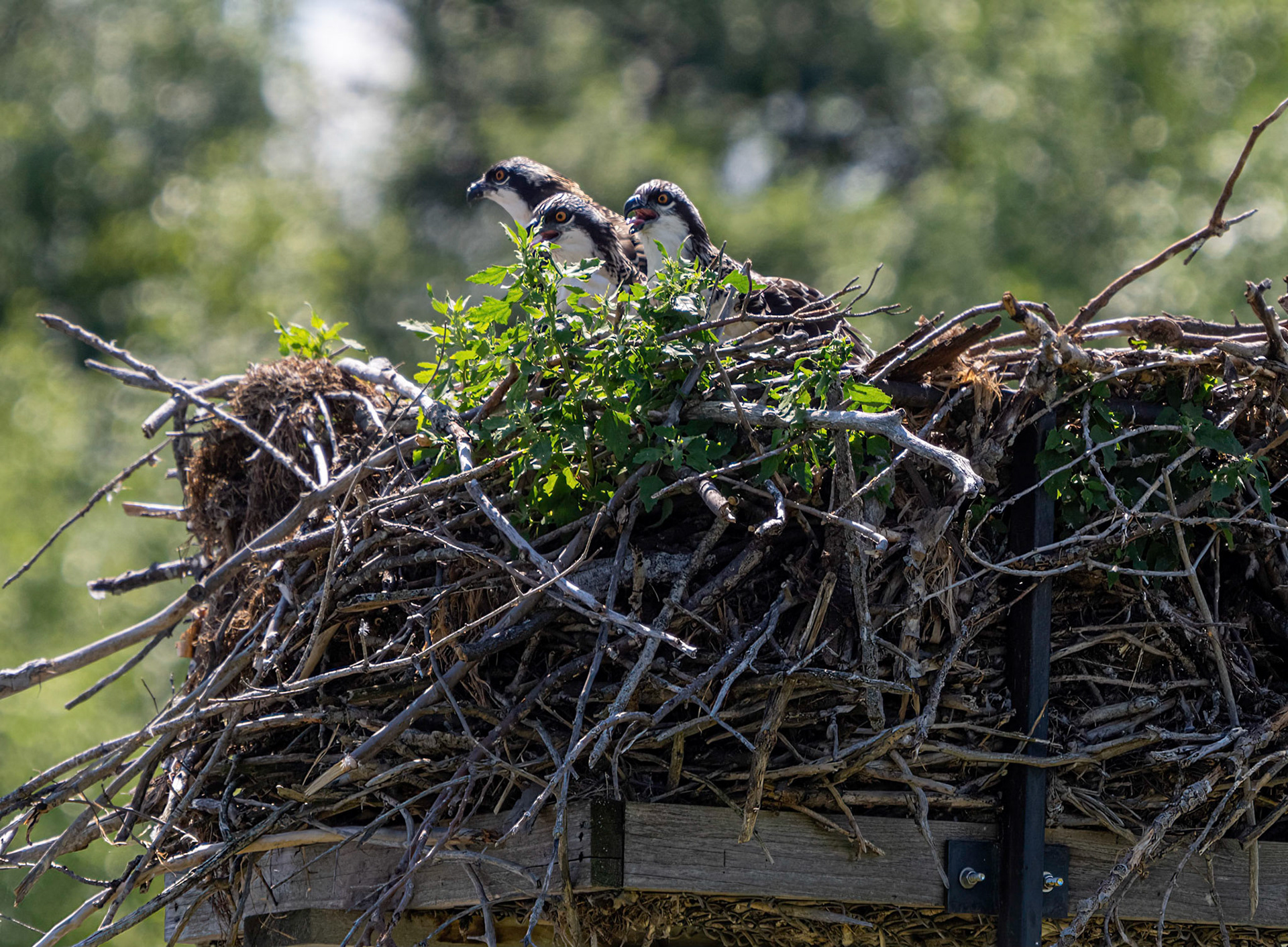 Three juvenile osprey in Iroquois
