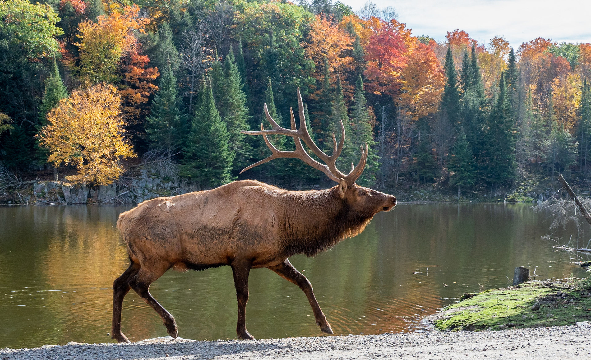 Bull elk patrolling his territory (harem off camera)