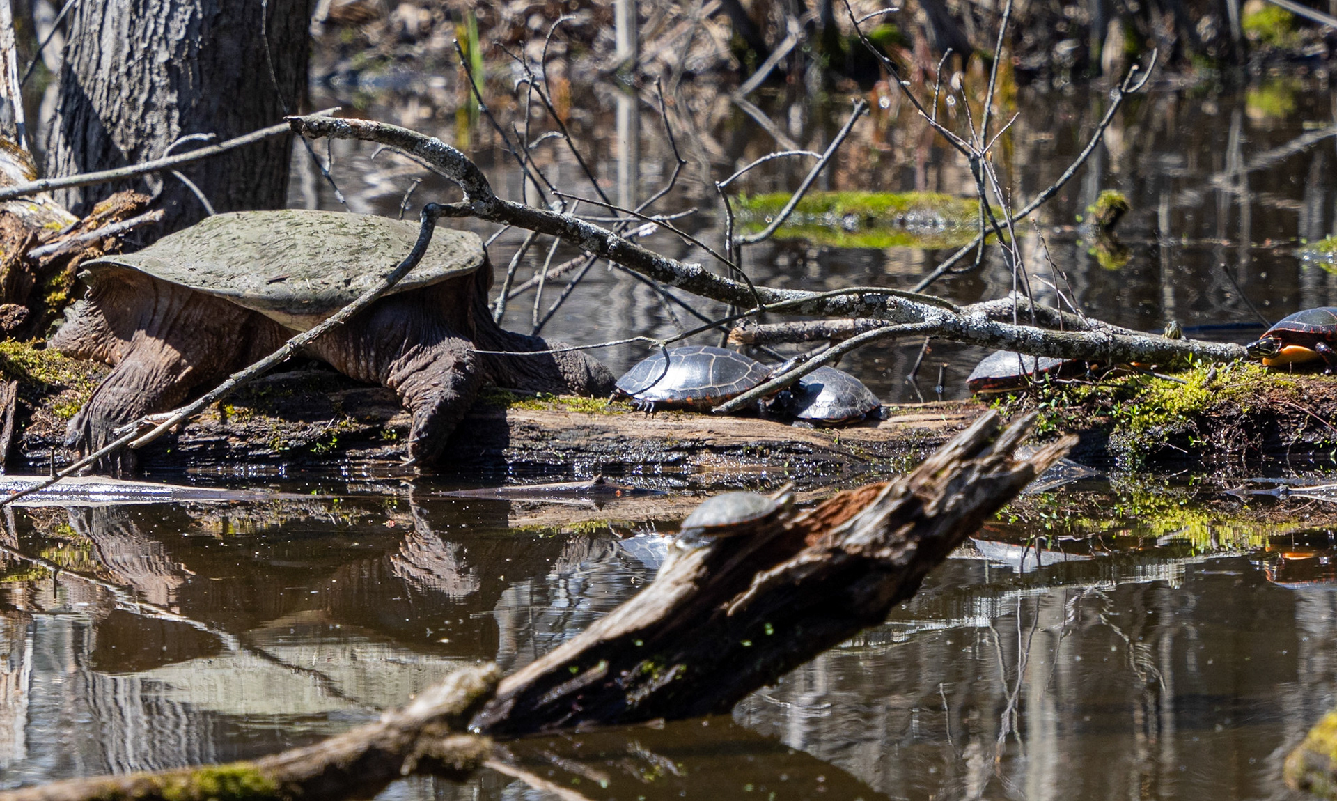 Snapping turtle relaxing
