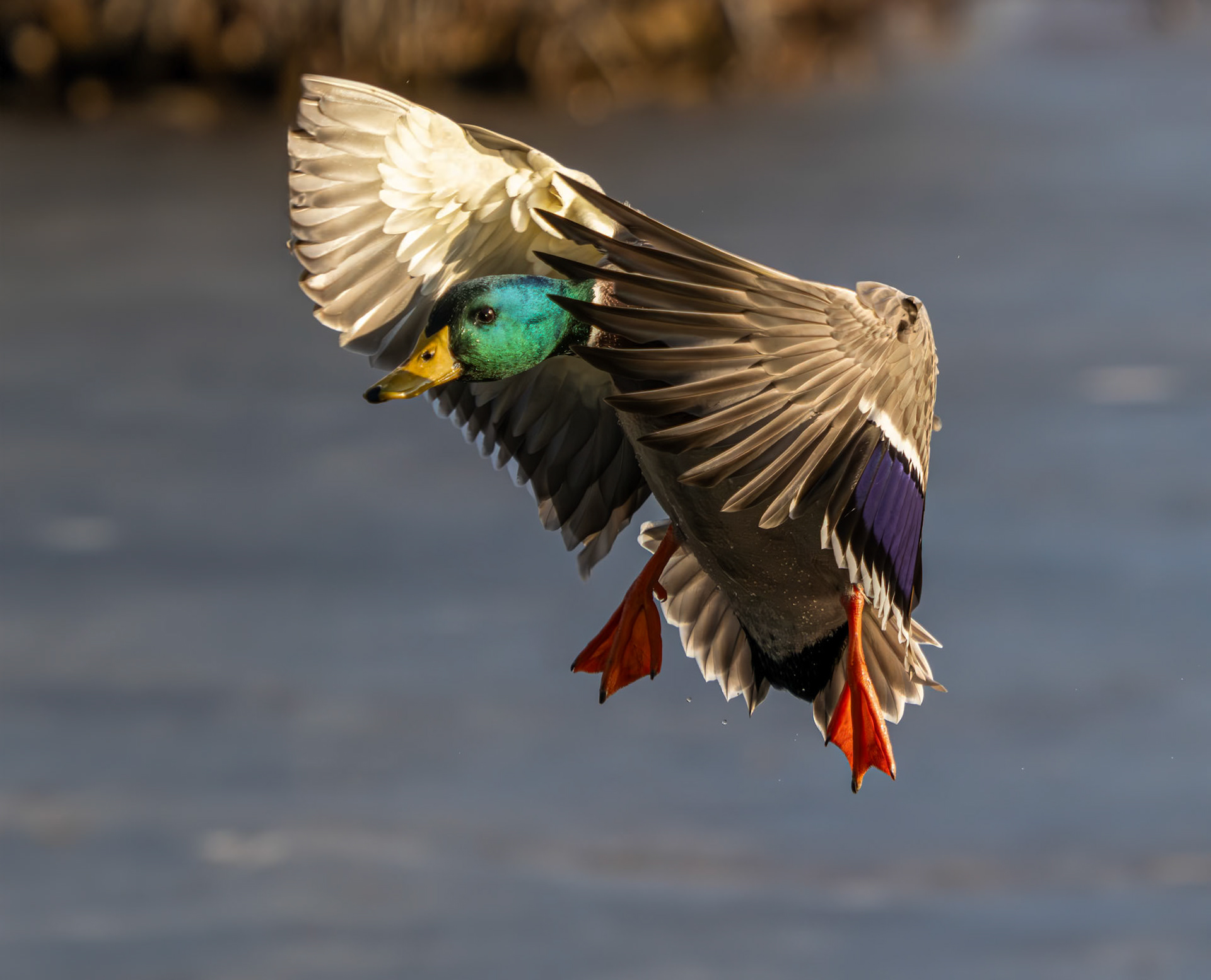 Male mallard
