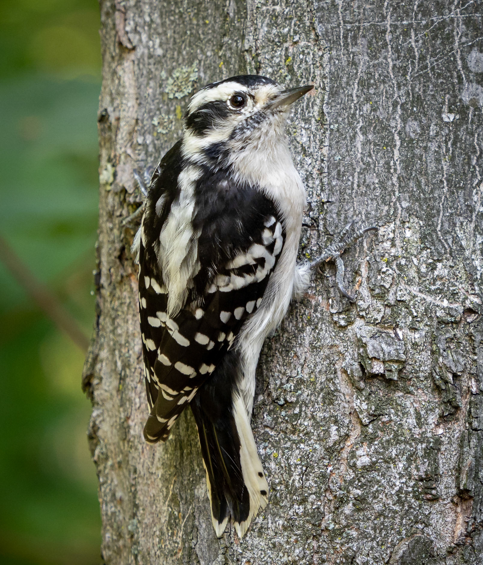 downy woodpecker
