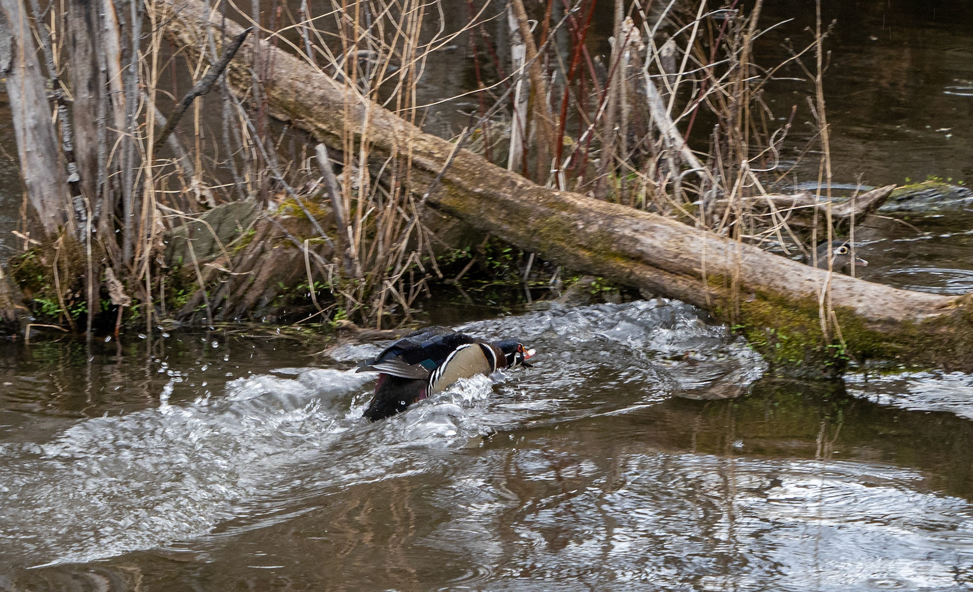 wood duck