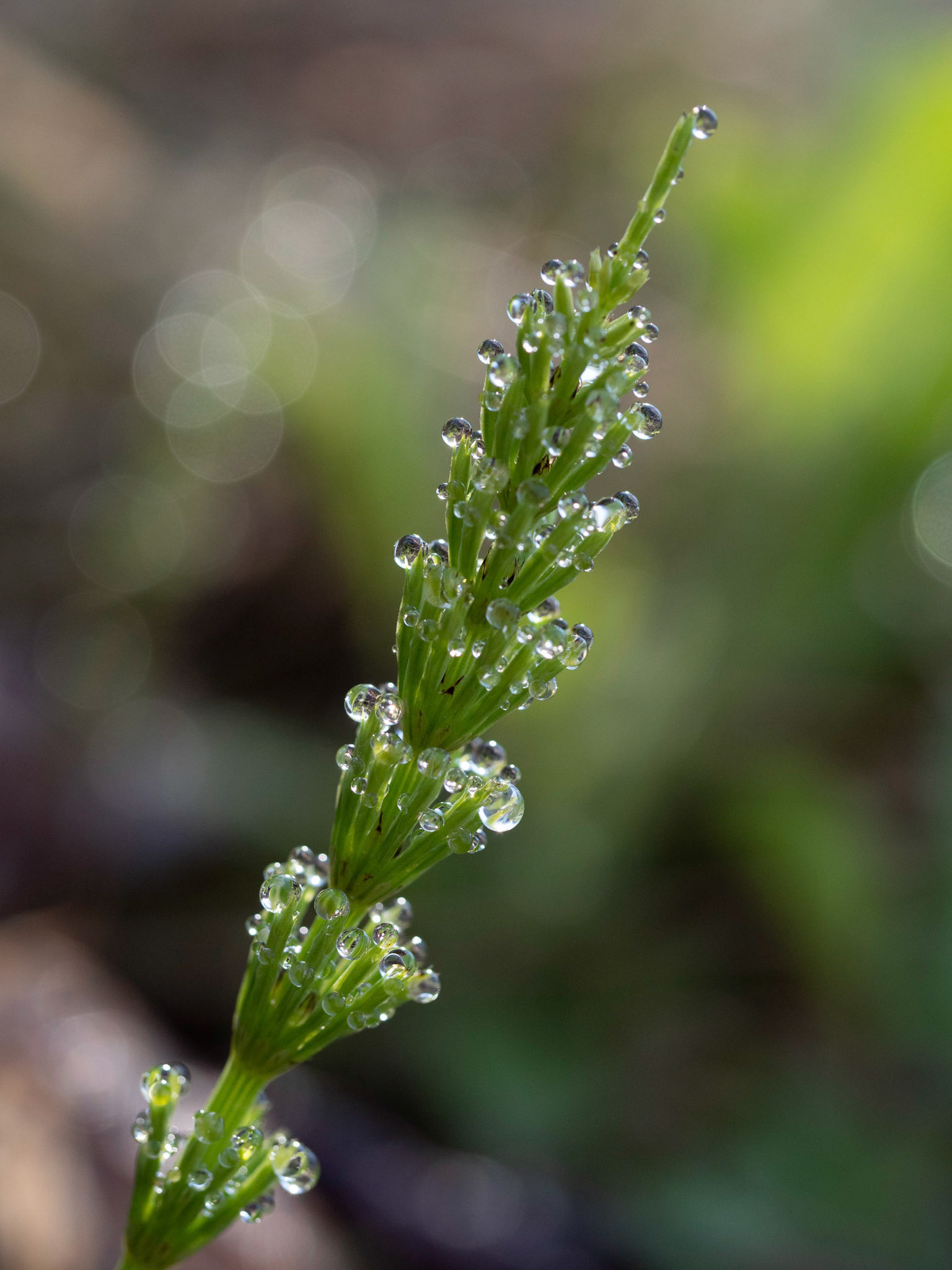 horsetail