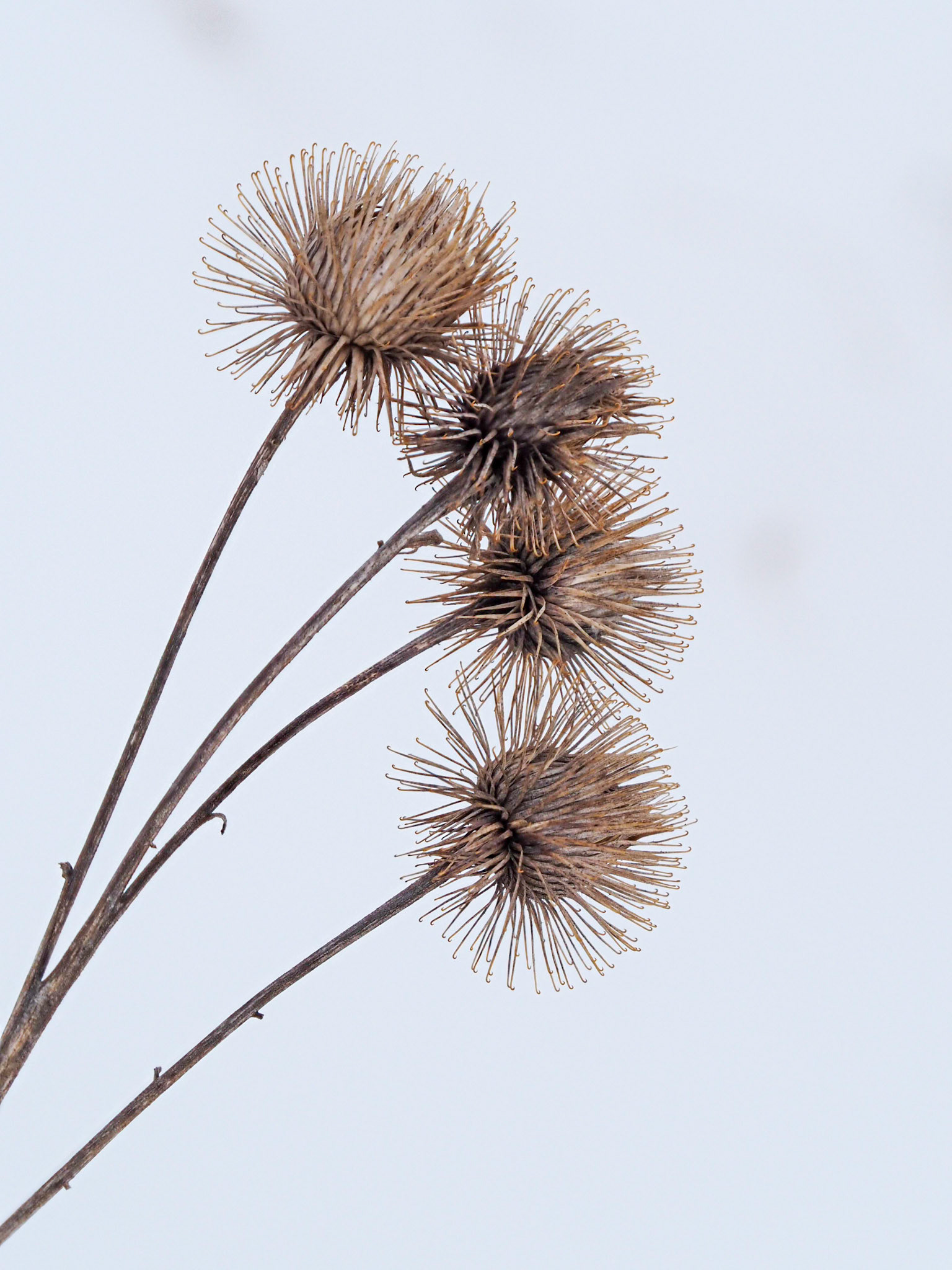 Burrs