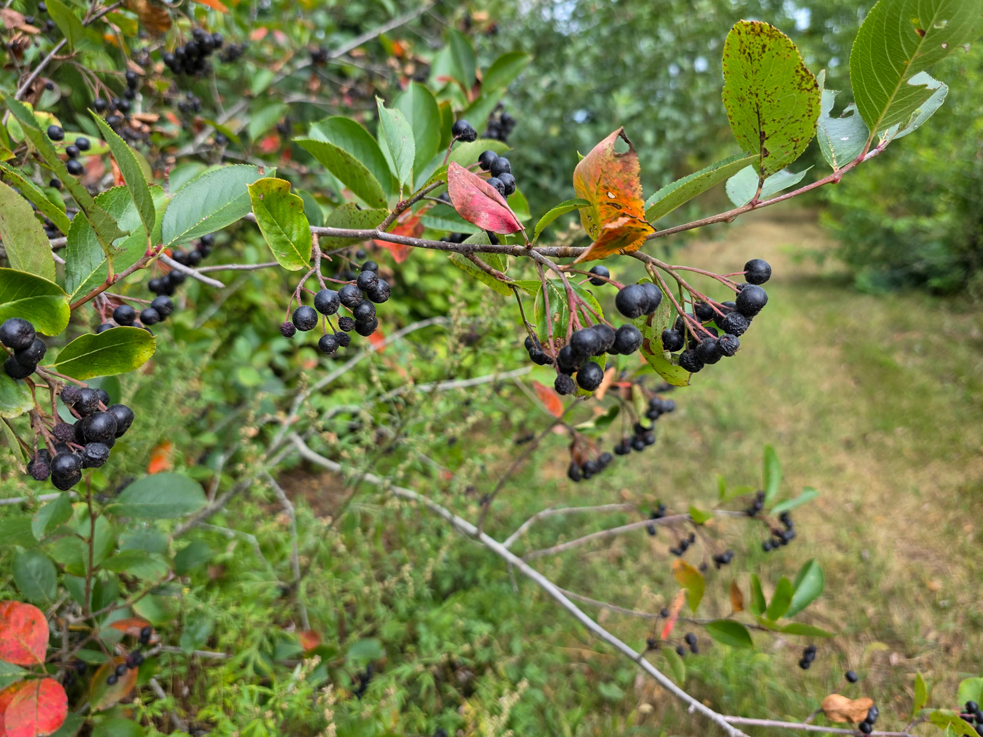 Chokecherry (Aronia)