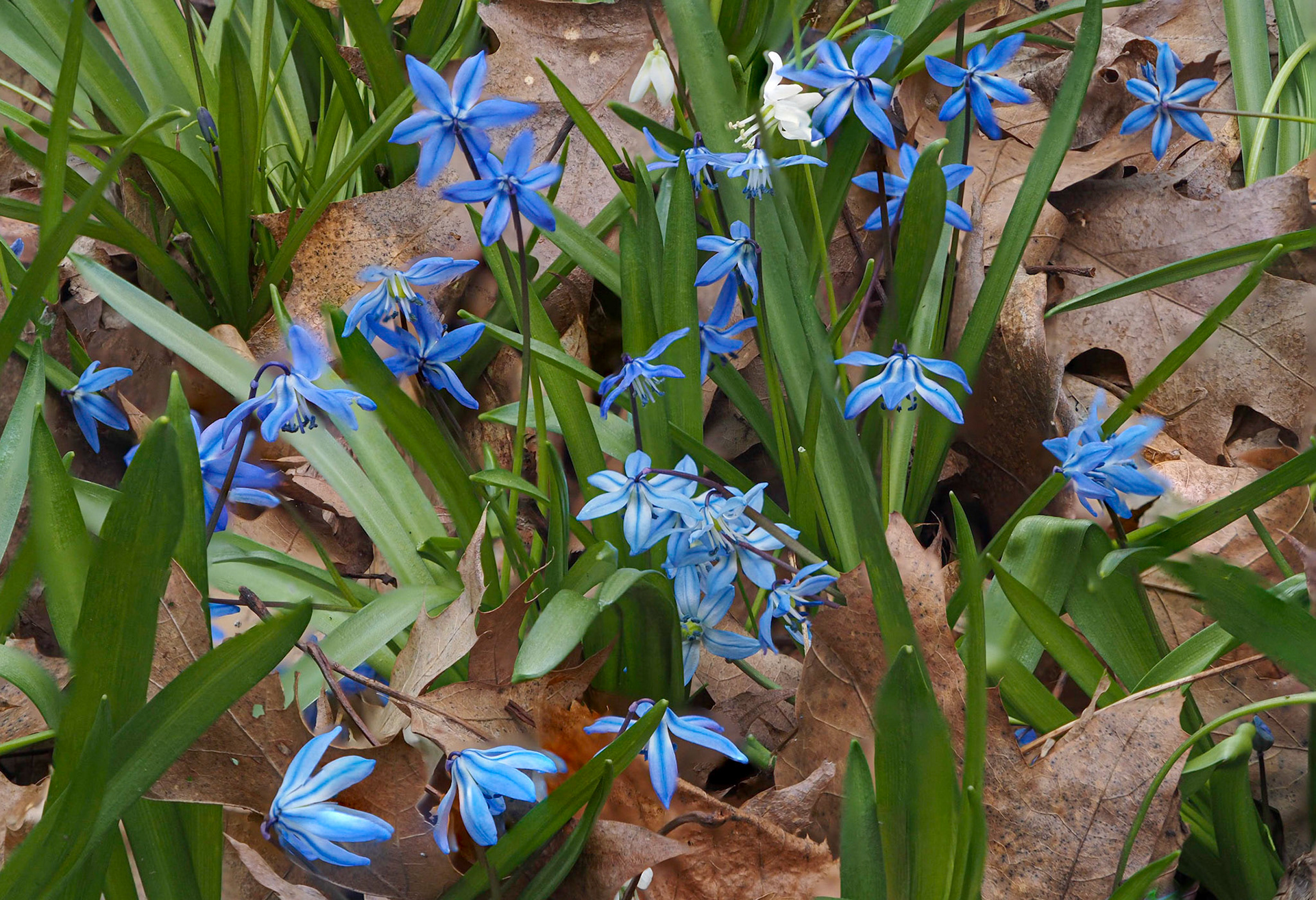 scilla