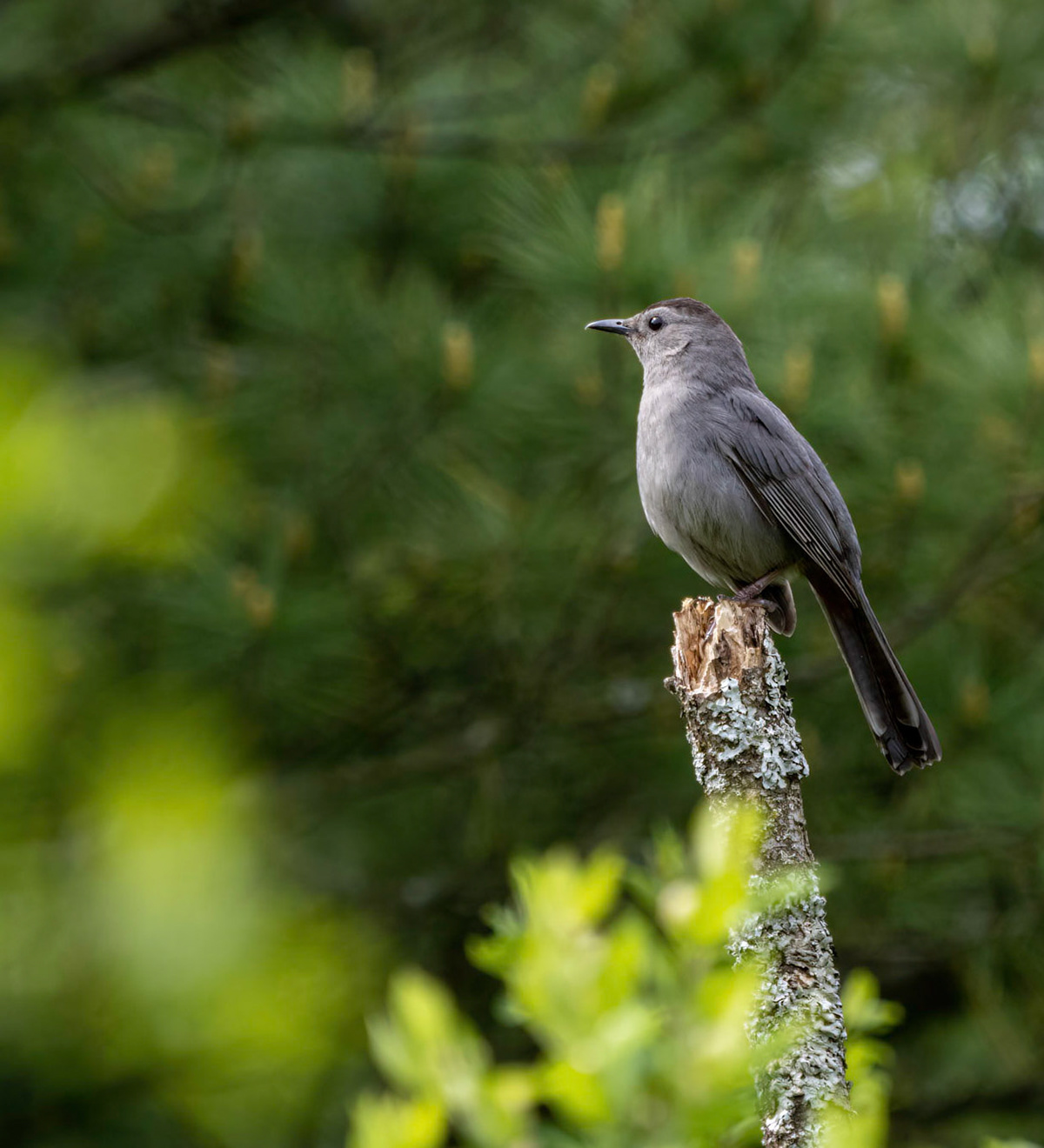 Catbird