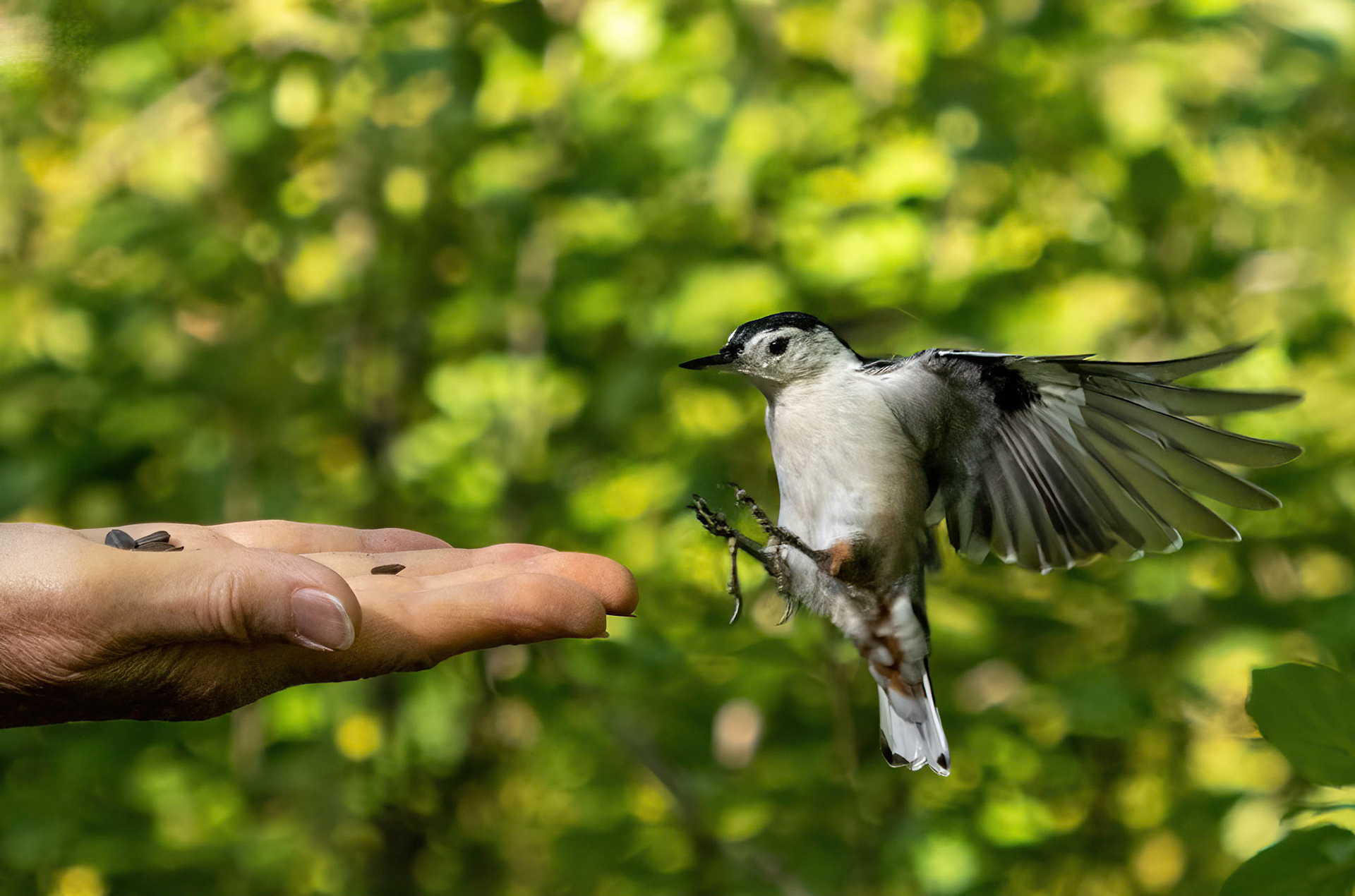 White-breasted nuthatch