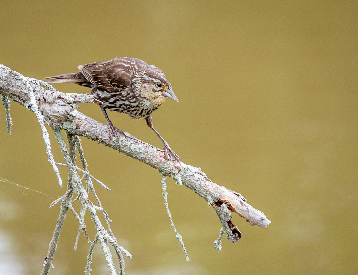 Juvenile (fledgling) red-winged blackbird